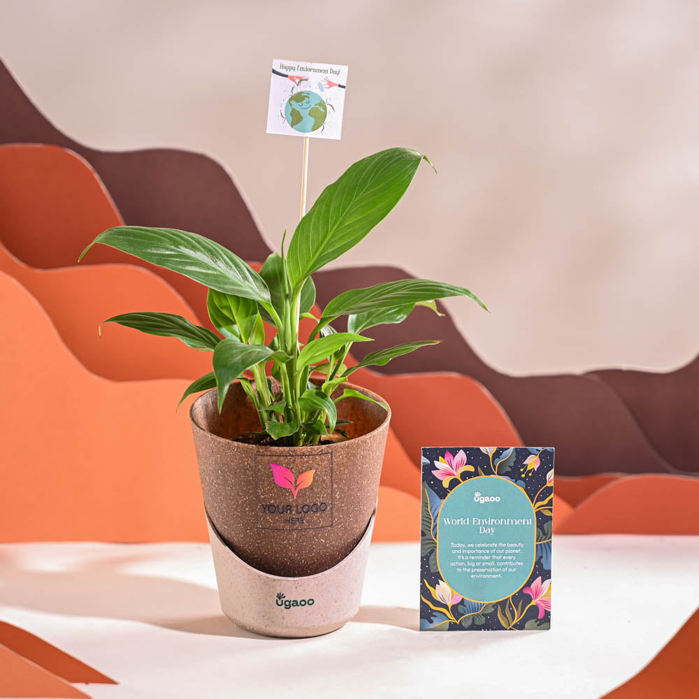 Ugaoo Peace Lily For Environment Day Gifting - view 31