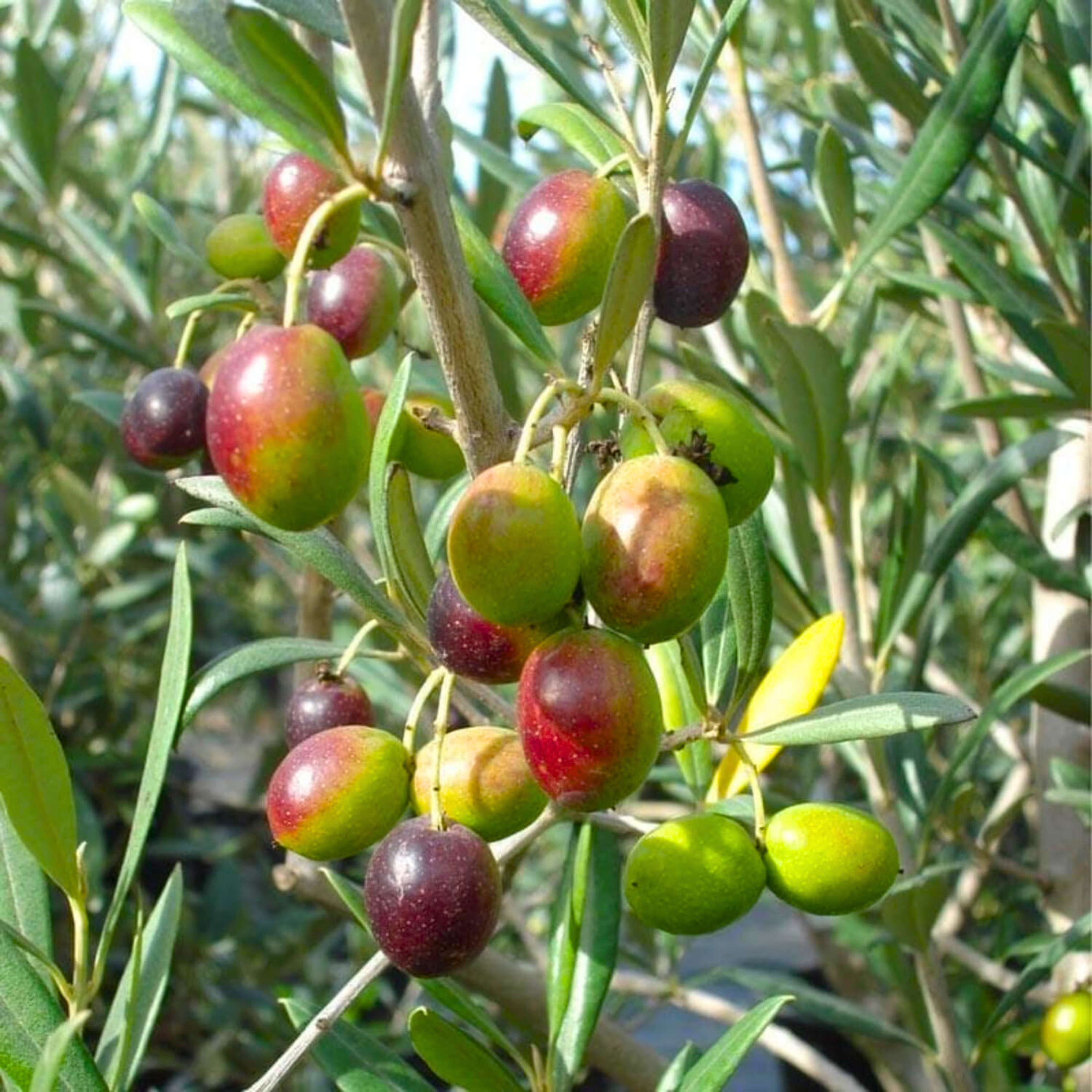 MR Sweet Ceylon Olive (Elaeocarpus Serratus) Live Plant - view 2