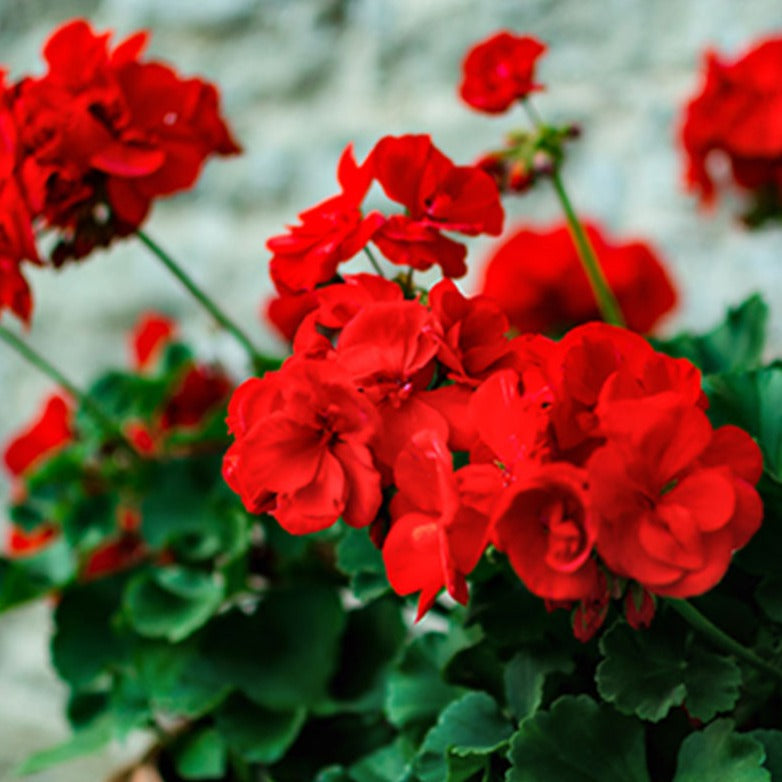 DZ Geranium Ivy Red Creeper/Climber Flowering Live Plant - view 5