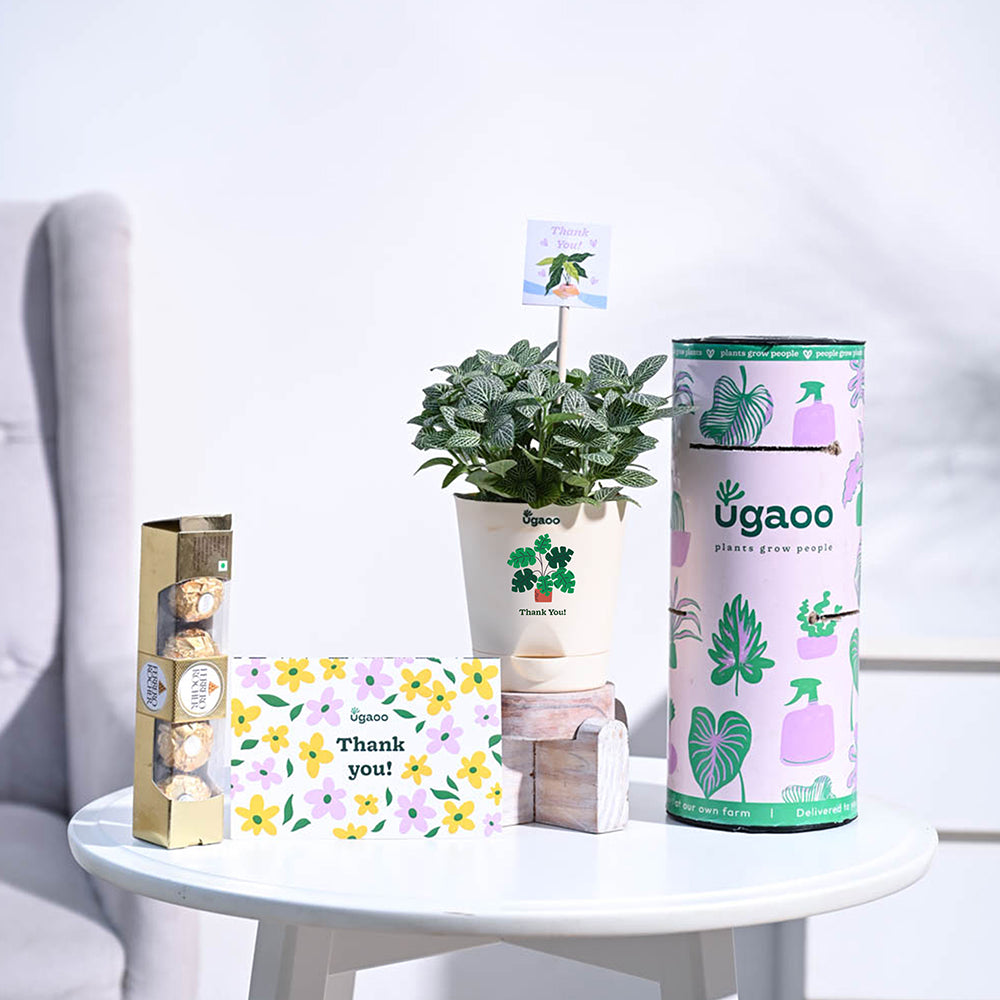 Ugaoo Fittonia Green Thank you Gift Hamper