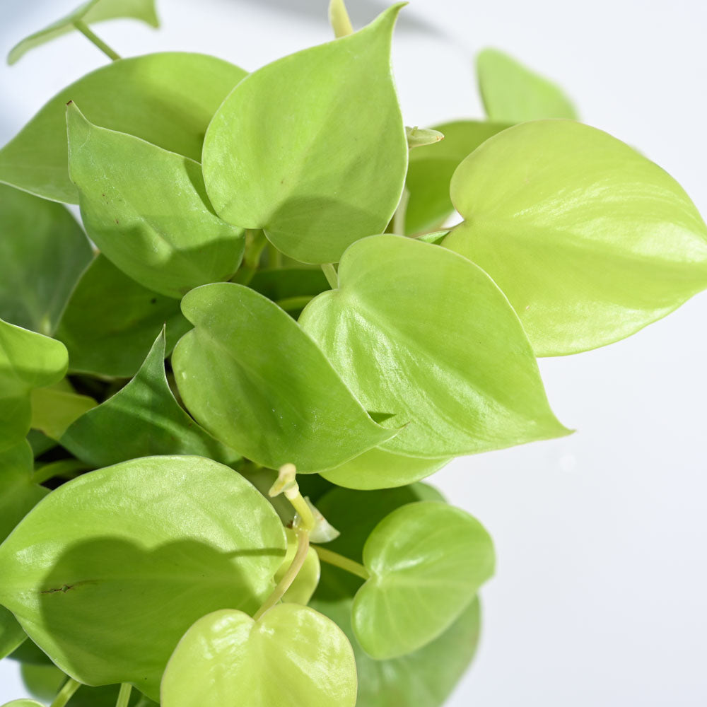 Ugaoo Philodendron Oxycardium Golden Plant For Environment Day Gifting - view 7