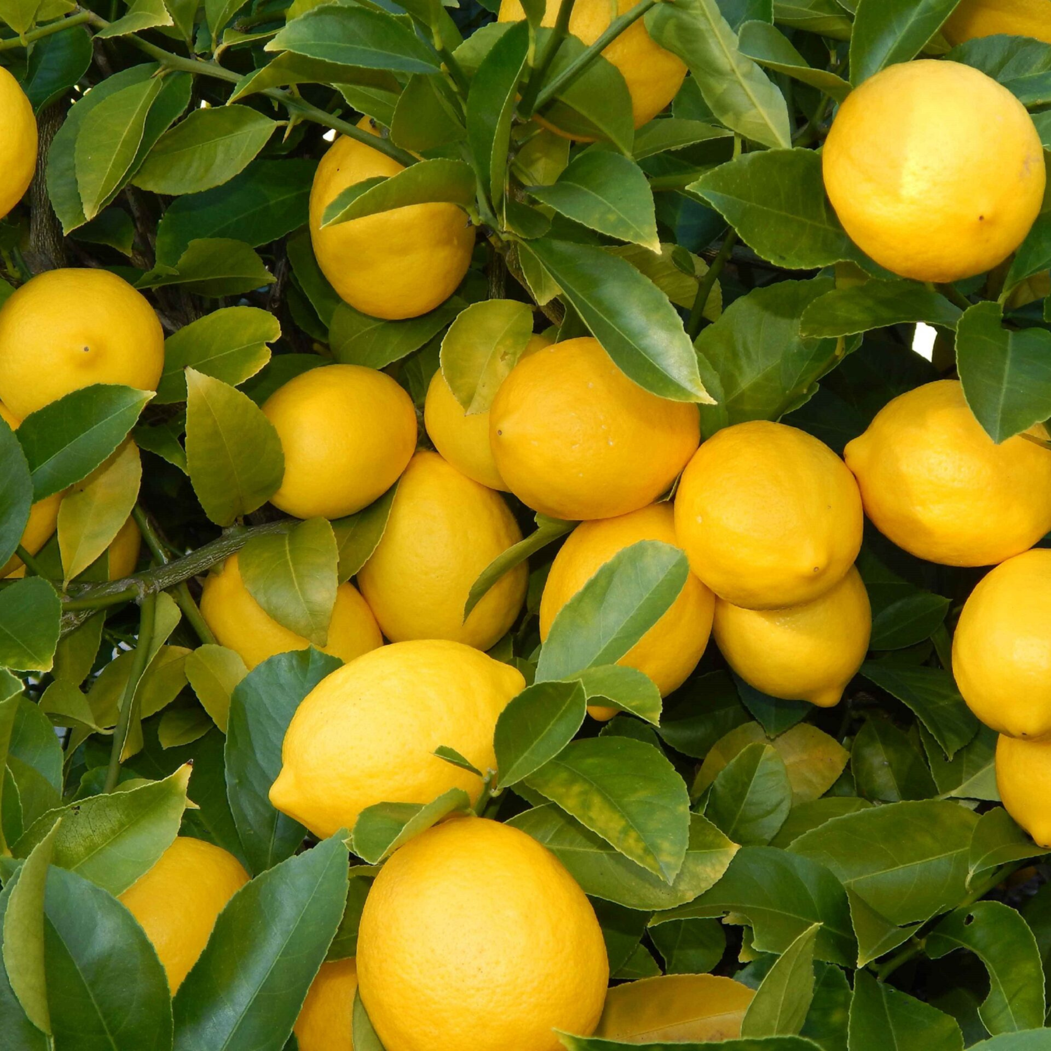MR Seedless Lemon (Citrus Lemon) Fruit Live Plant