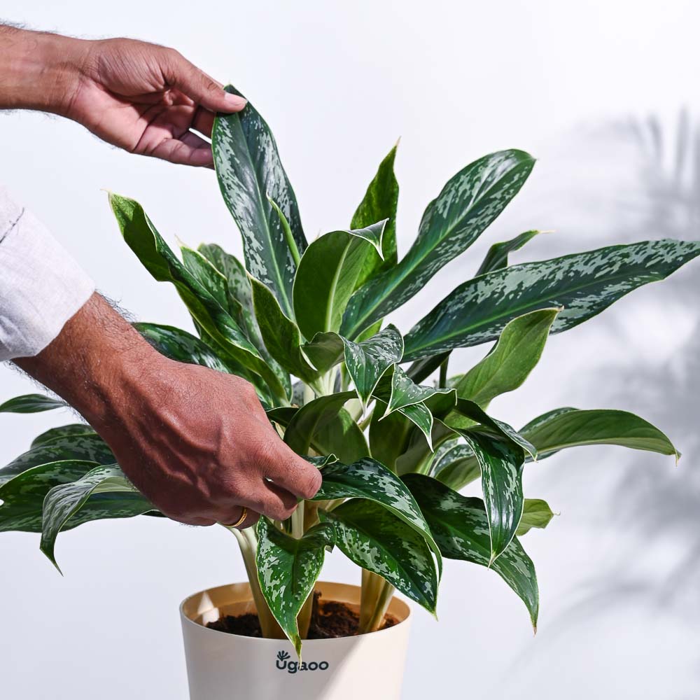 Ugaoo Aglaonema Queen Plant - view 43