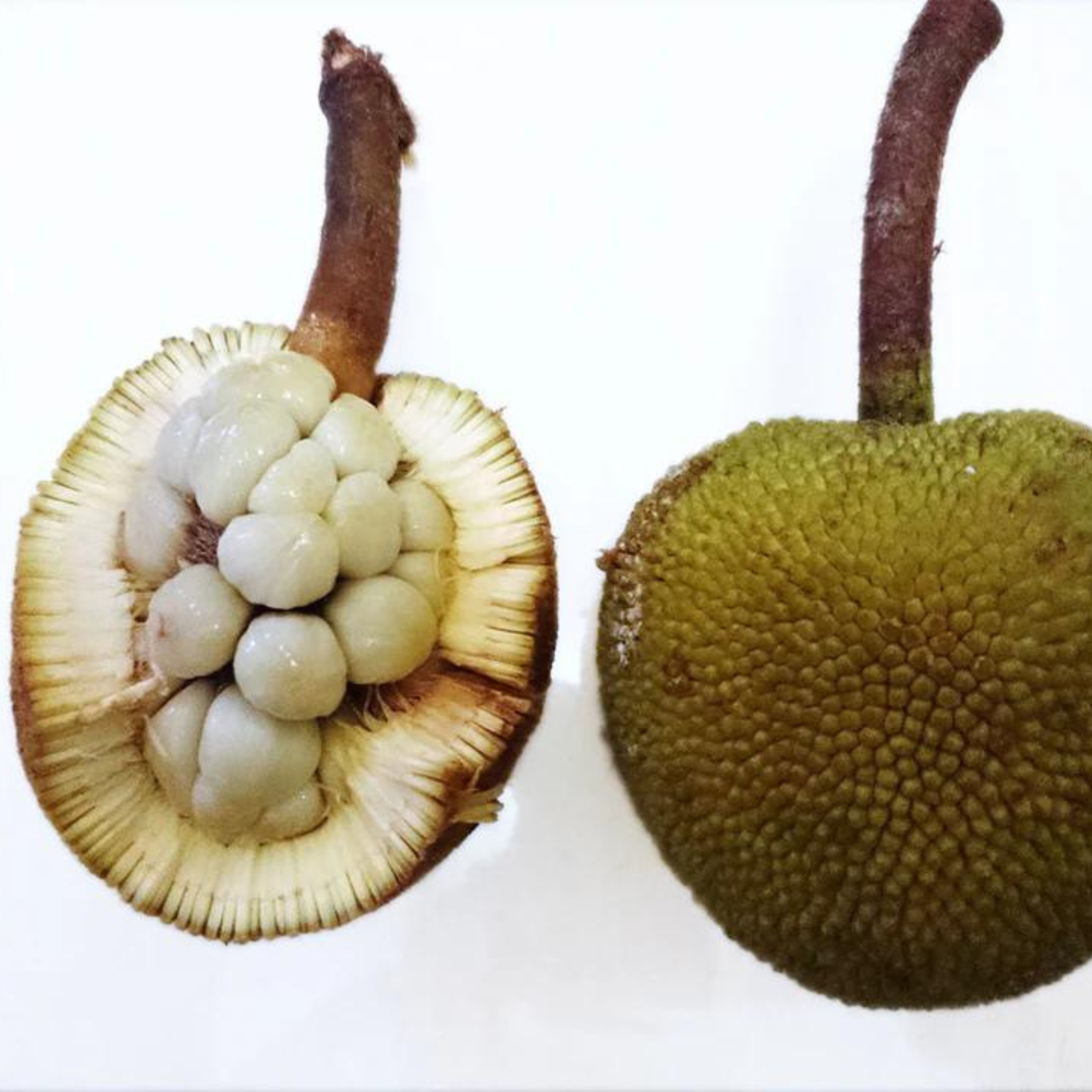 VL Pingan Fruit (Mountain Tarap) Fruit Live Plant - view 2