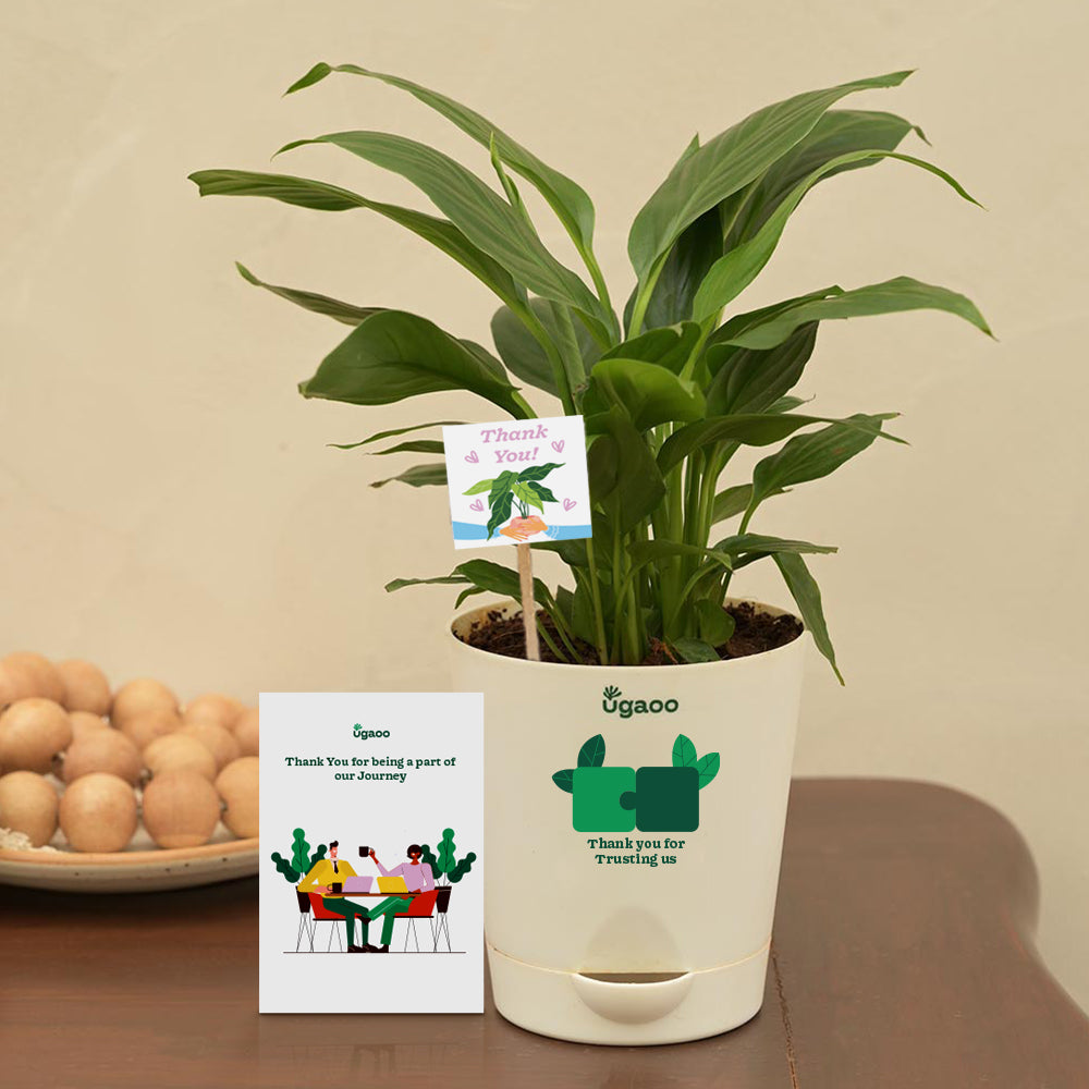 Ugaoo Peace Lily Plant Gift Hamper