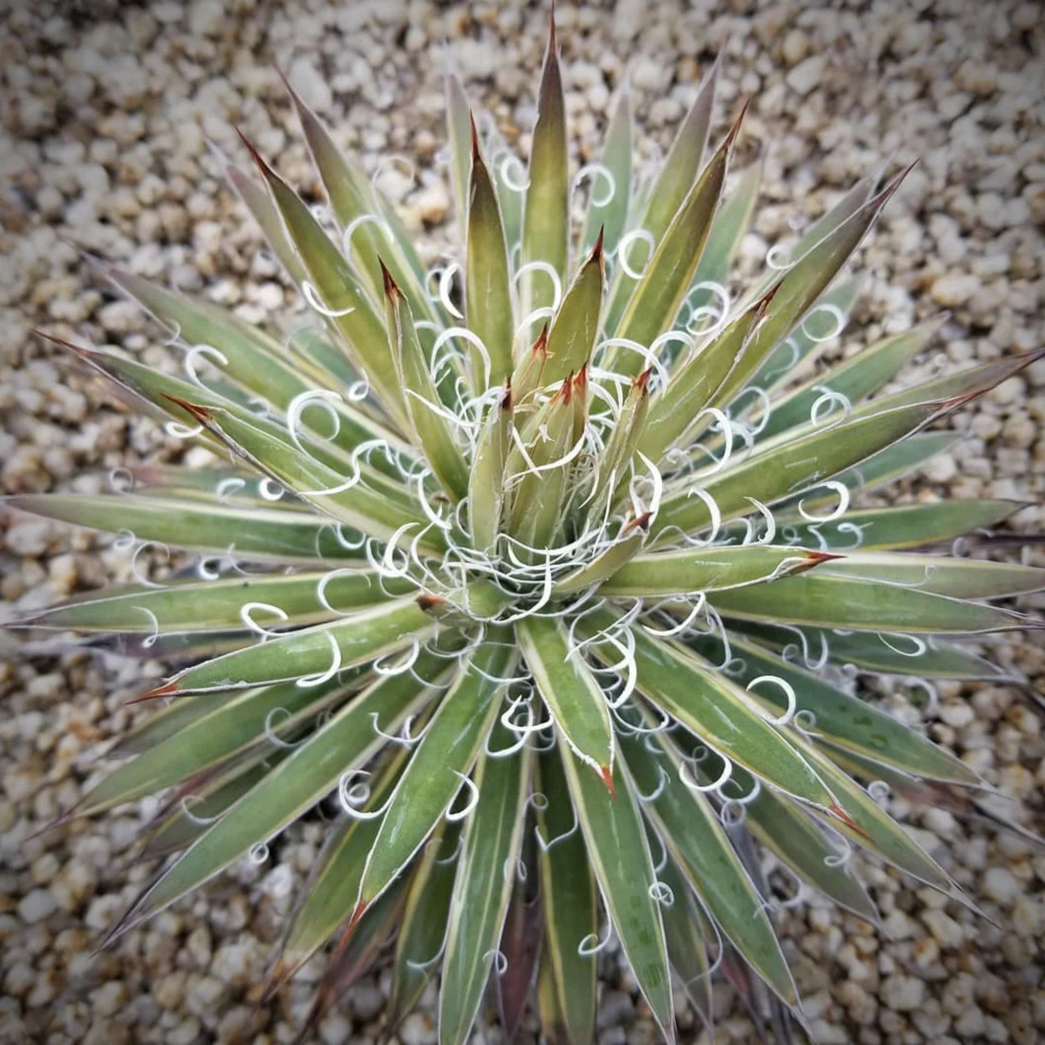 DZ Agave Leopoldii Succulent Live Plant