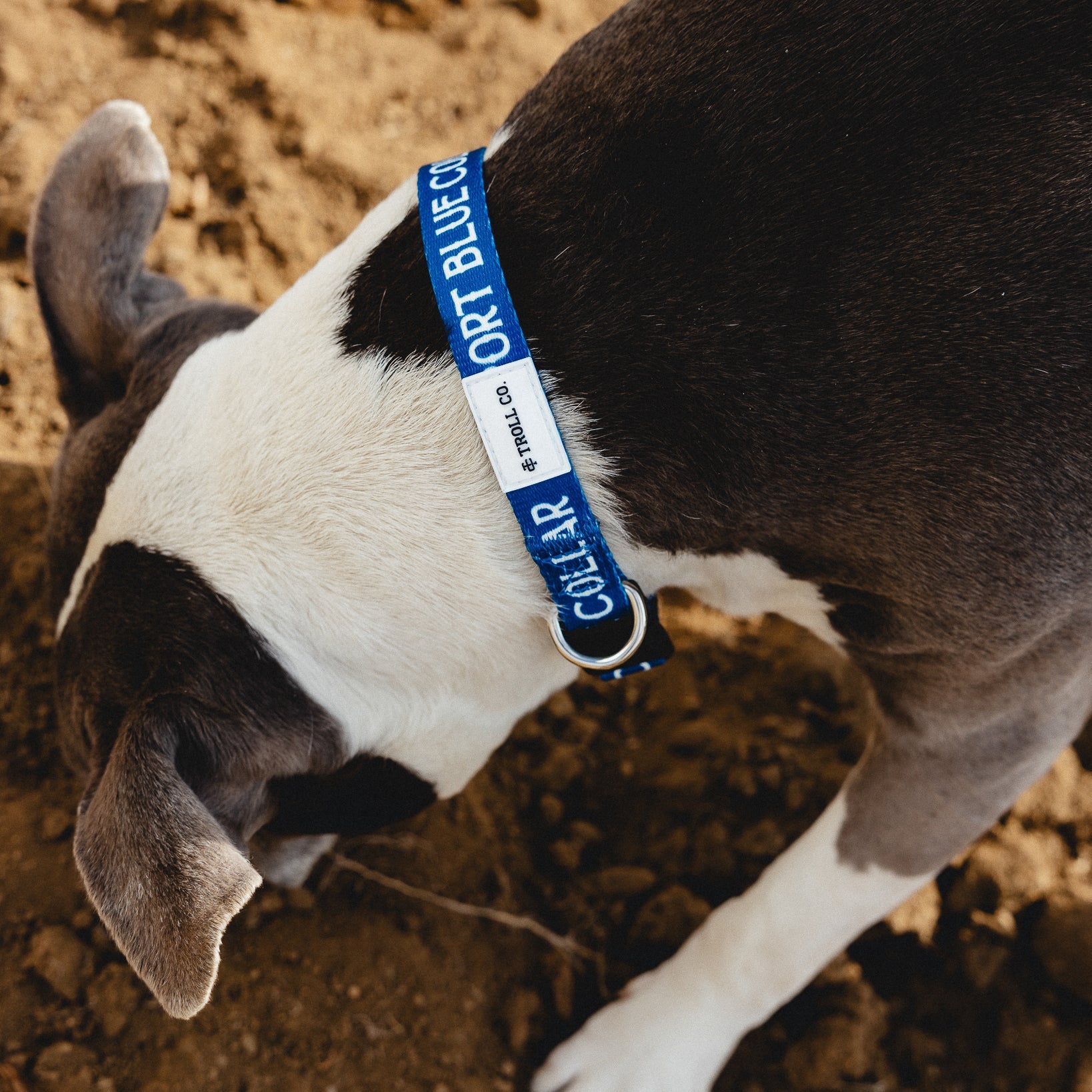 Radial SBC Heavy Duty Dog Collar – Blue - view 7
