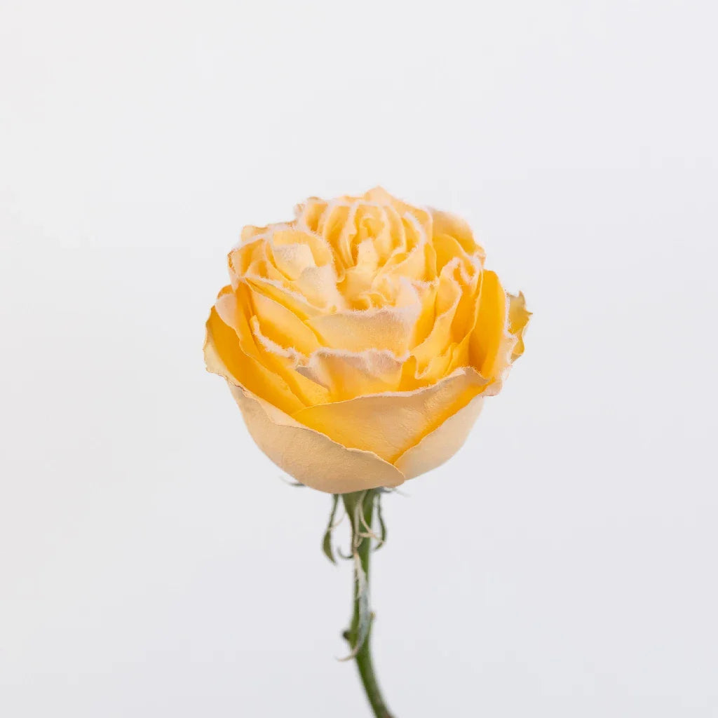 FiftyFlowers Tinted Peach Fuzzy Roses - view 3