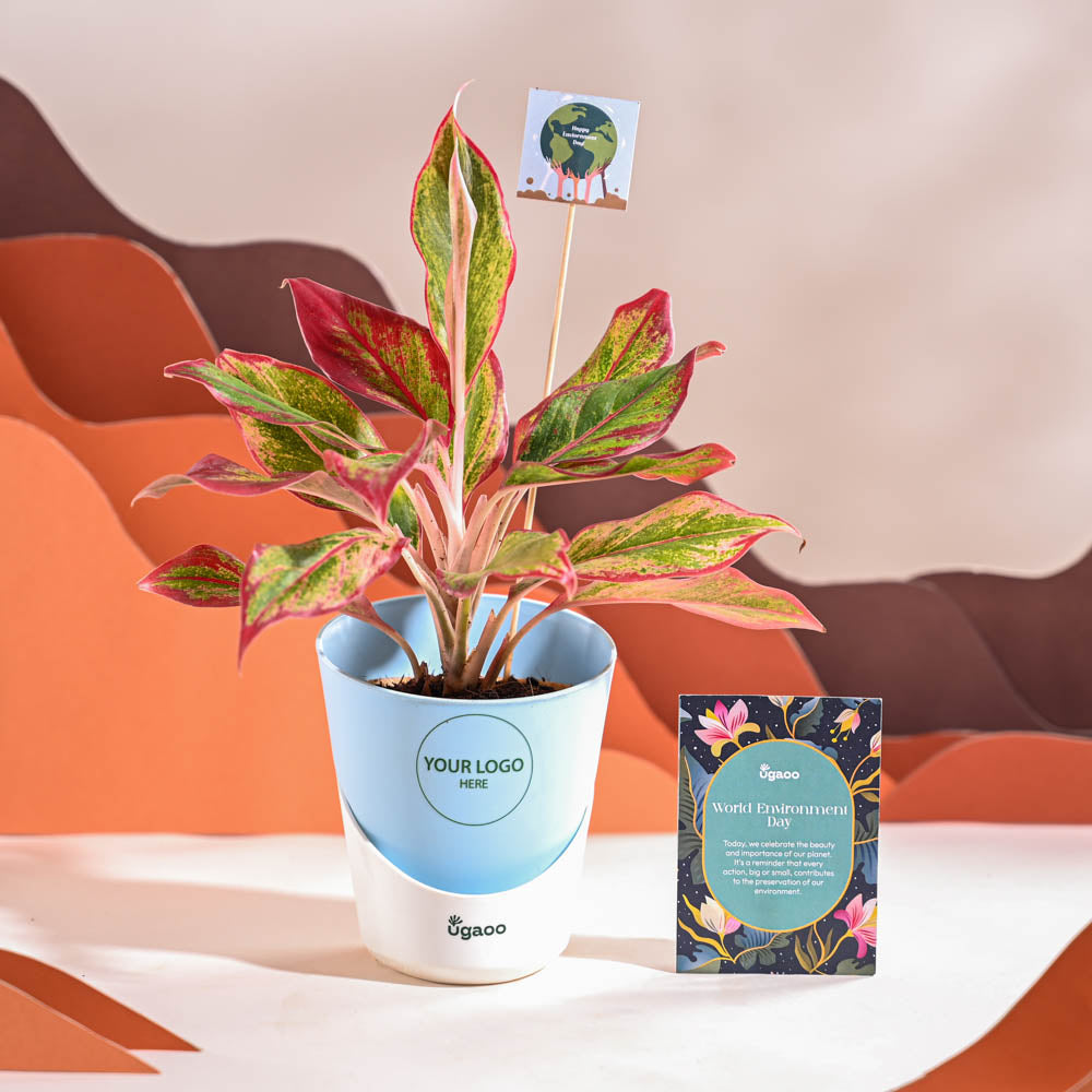 Ugaoo Aglaonema Red Plant For Environment Day Gifting - view 19