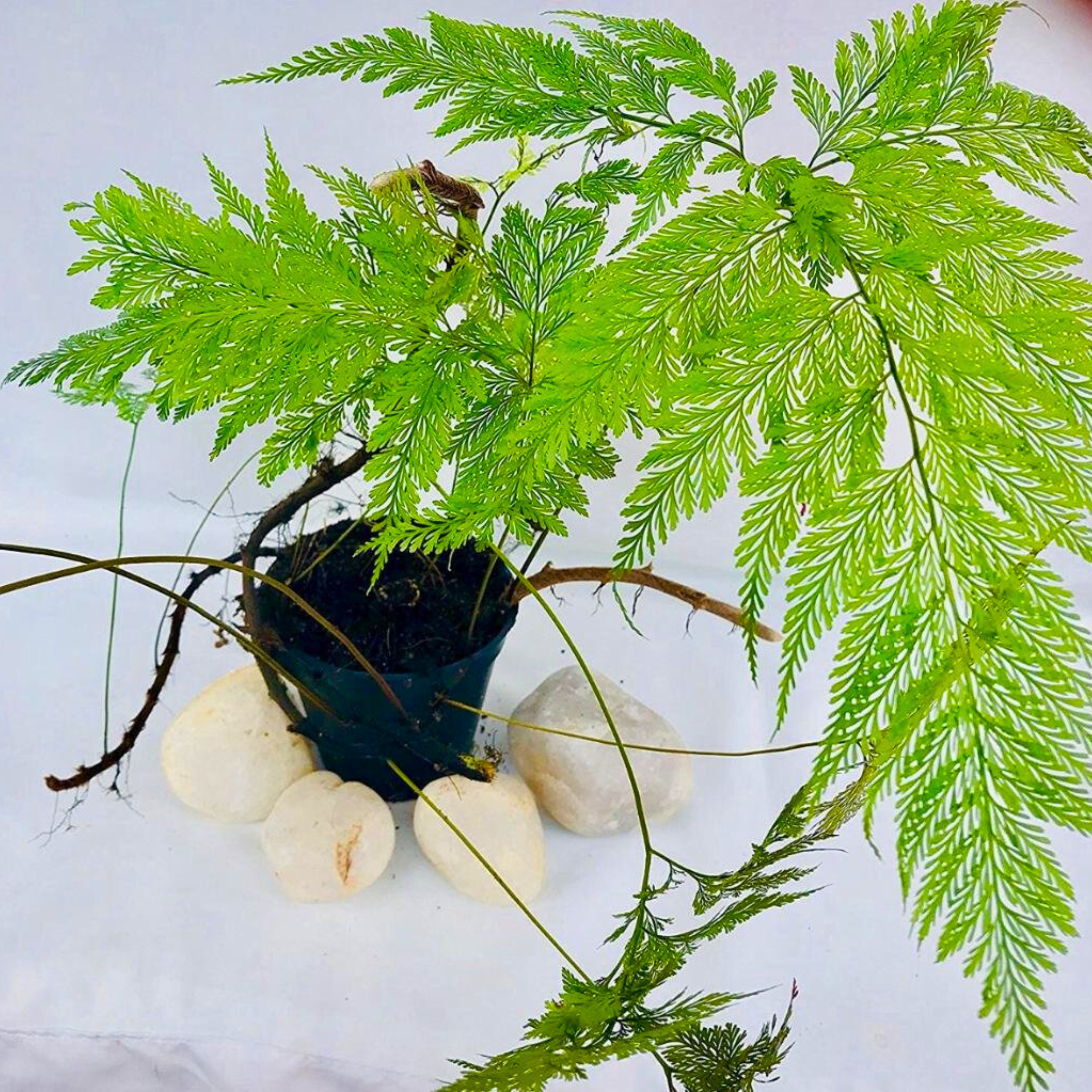 DZ Rabbit Foot Fern (Davallia fejeensis) Indoor / Outdoor Live Plant - view 2