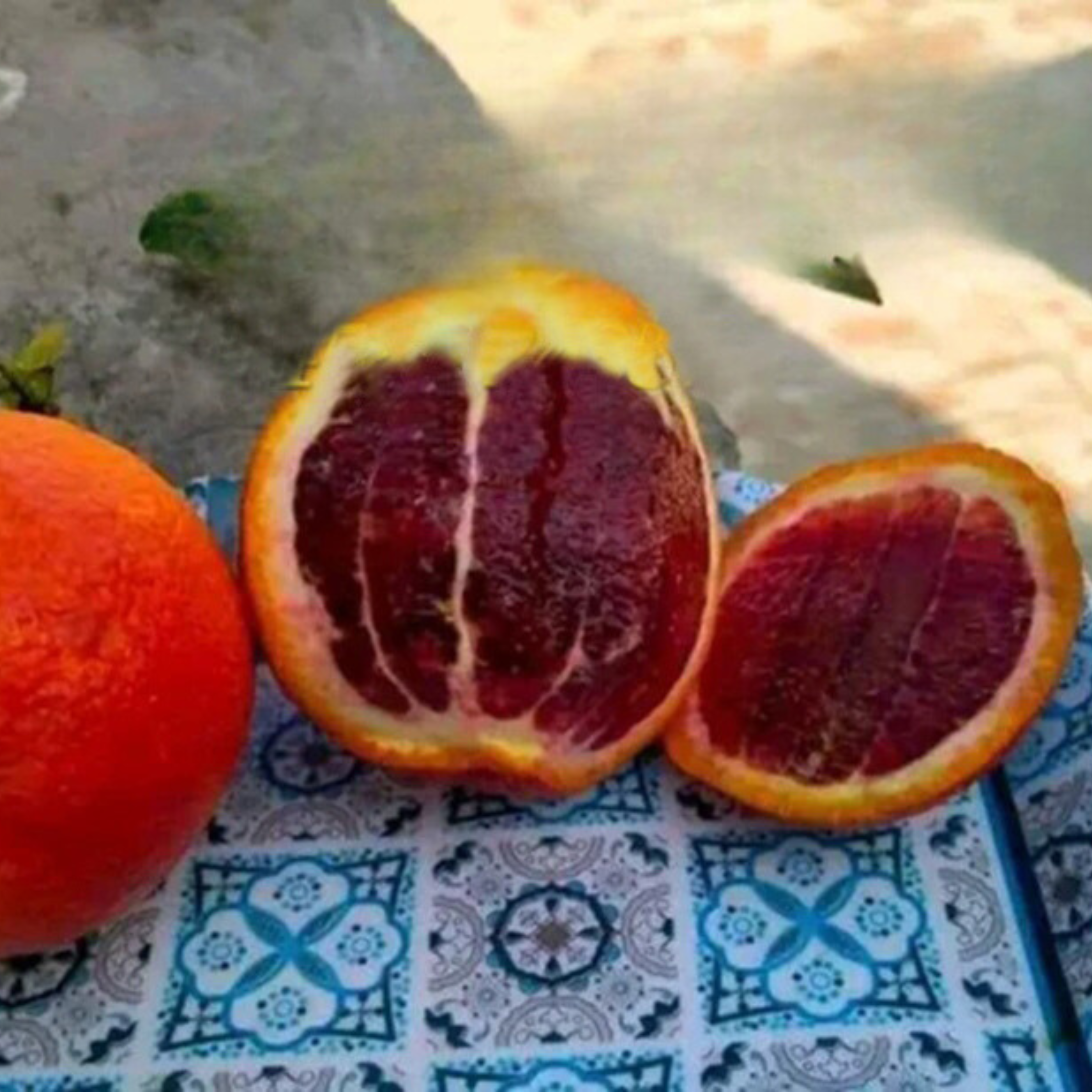 VL Vietnam Red Malta Mosambi Grafted Fruit Live Plant