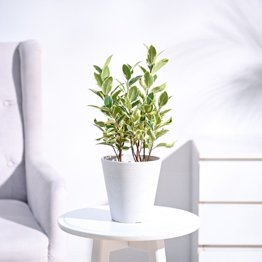 Ugaoo Ficus Prestige Plant - view 4