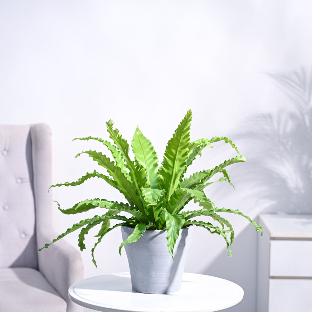 Ugaoo Osaka Bird Nest Fern - view 45