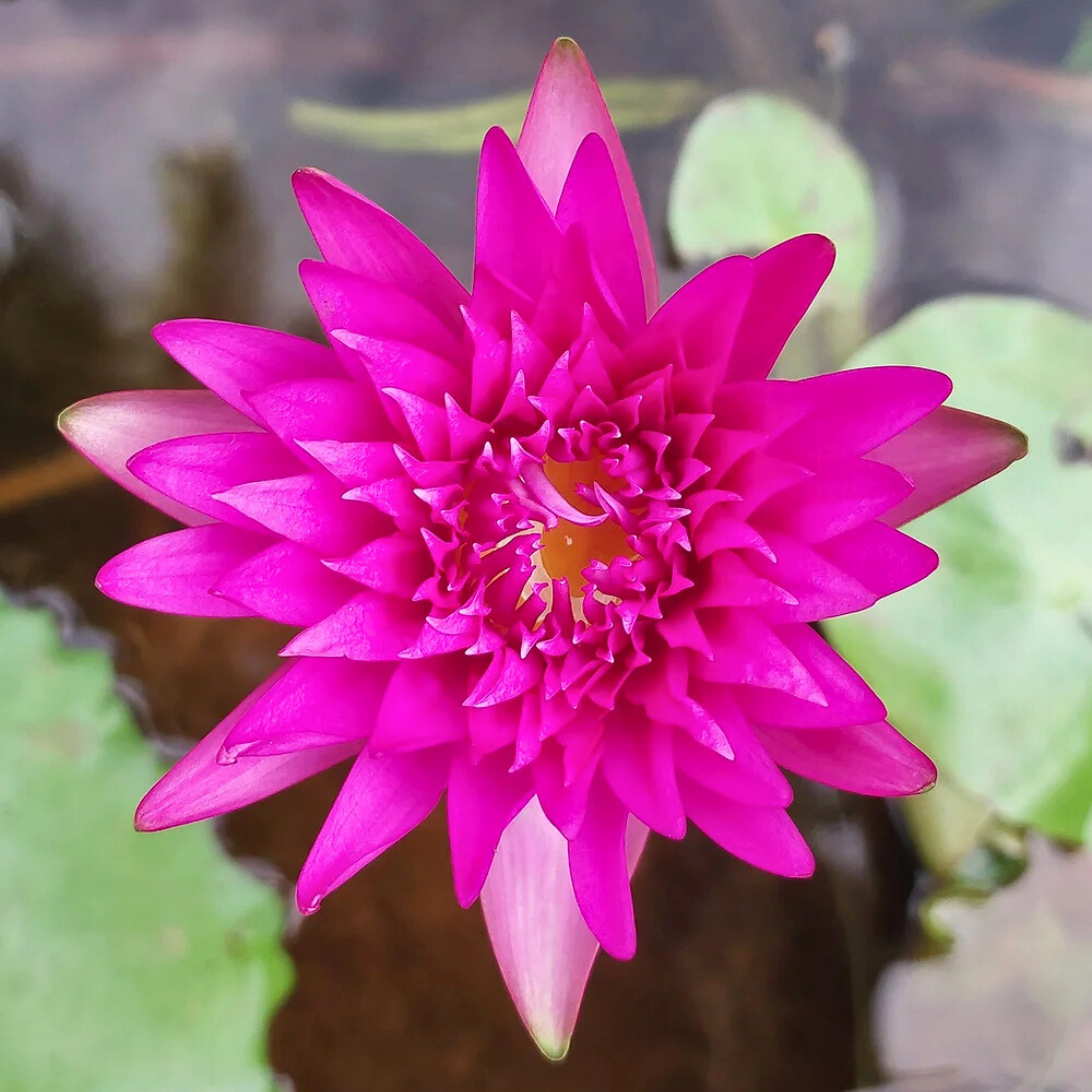 DZ Nymphaea Taweekan - view 2