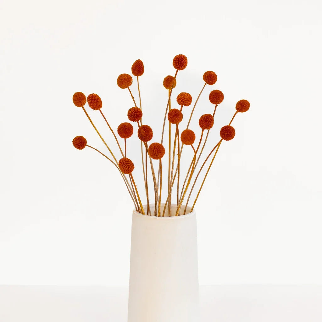 FiftyFlowers Rust Brown Dried Craspedia Billy Balls