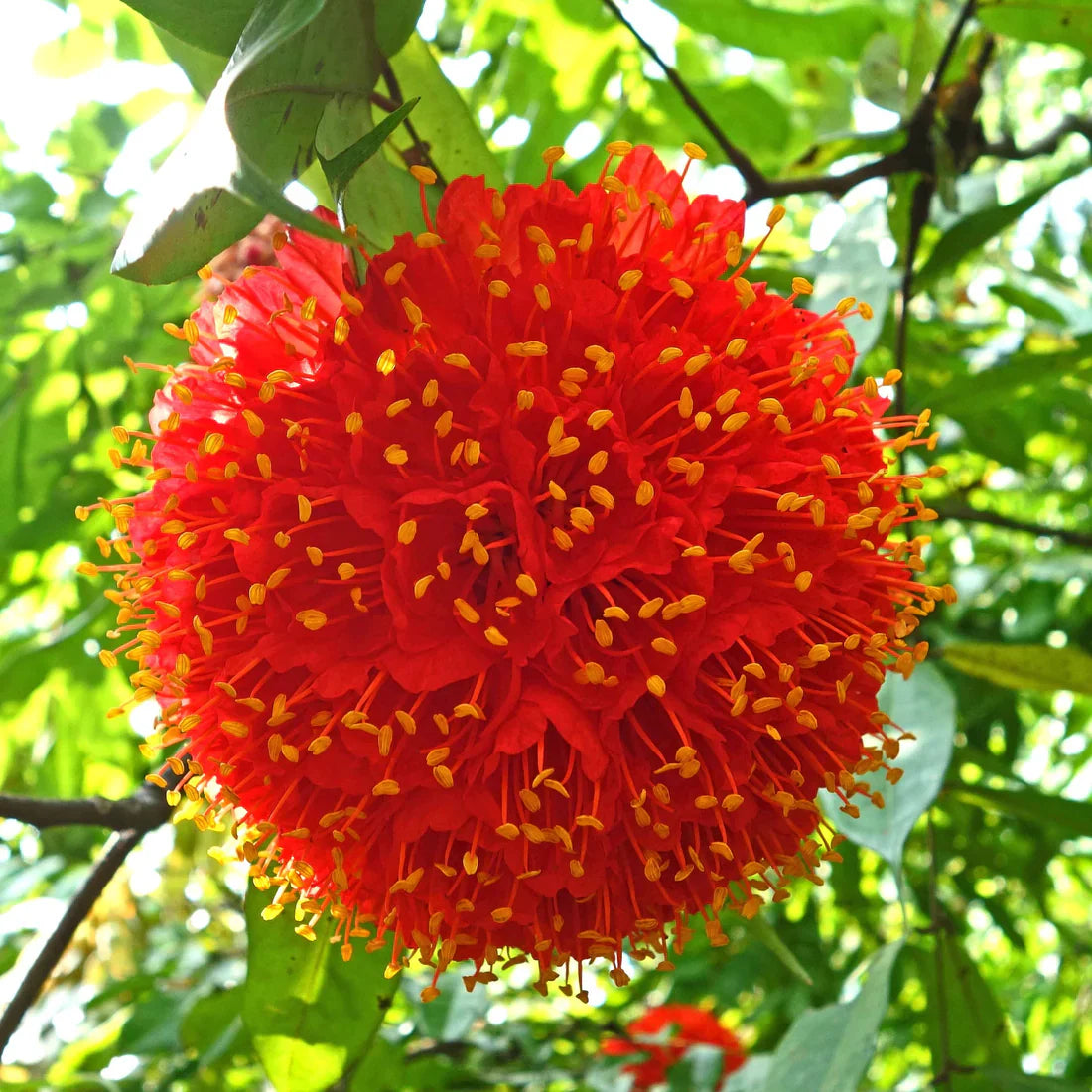 MR Rose of Venezuela Layered Live Flowering Plant (Brownea)