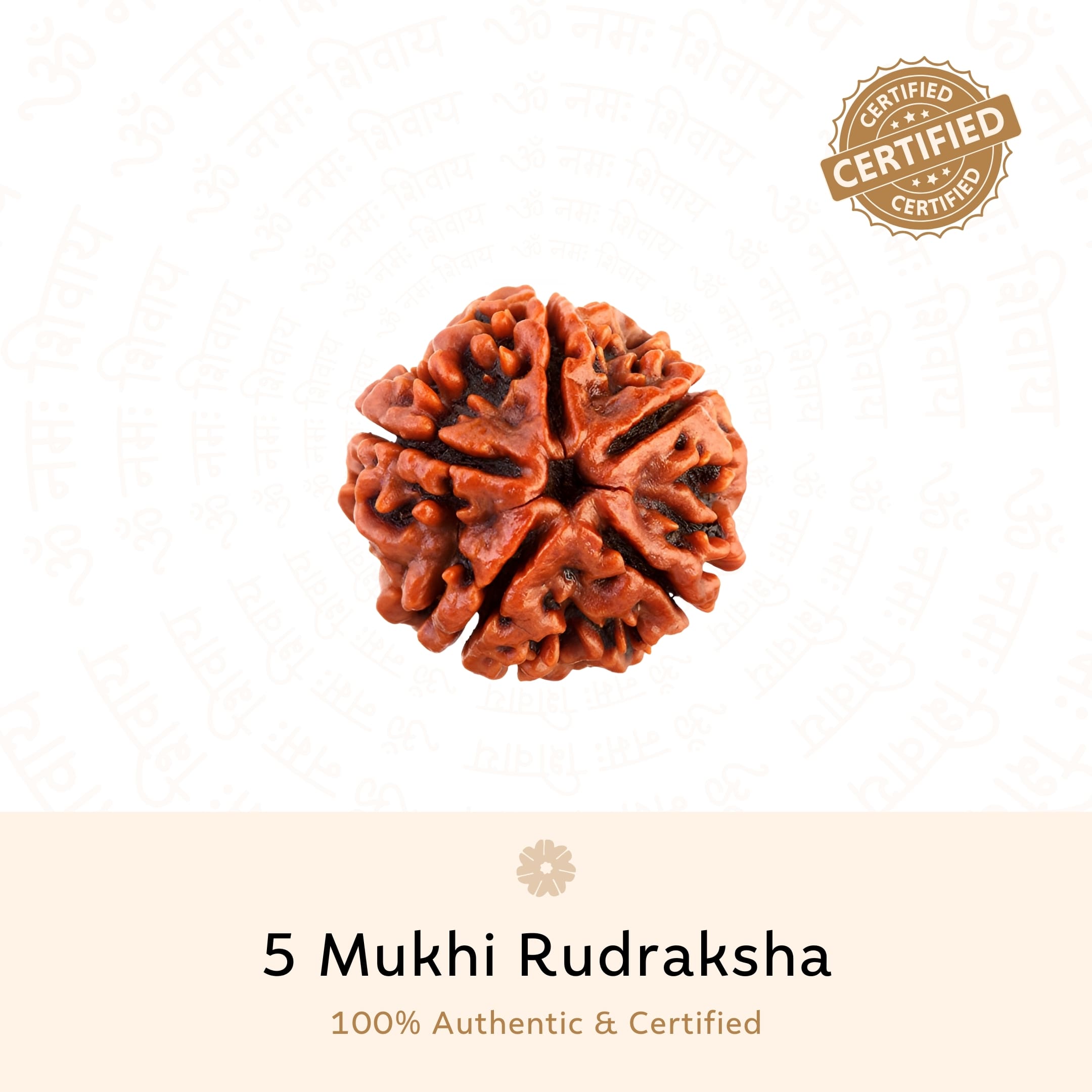 Prinjal Jewellers 5 Mukhi Rudraksha ( Nepali ) - view 2