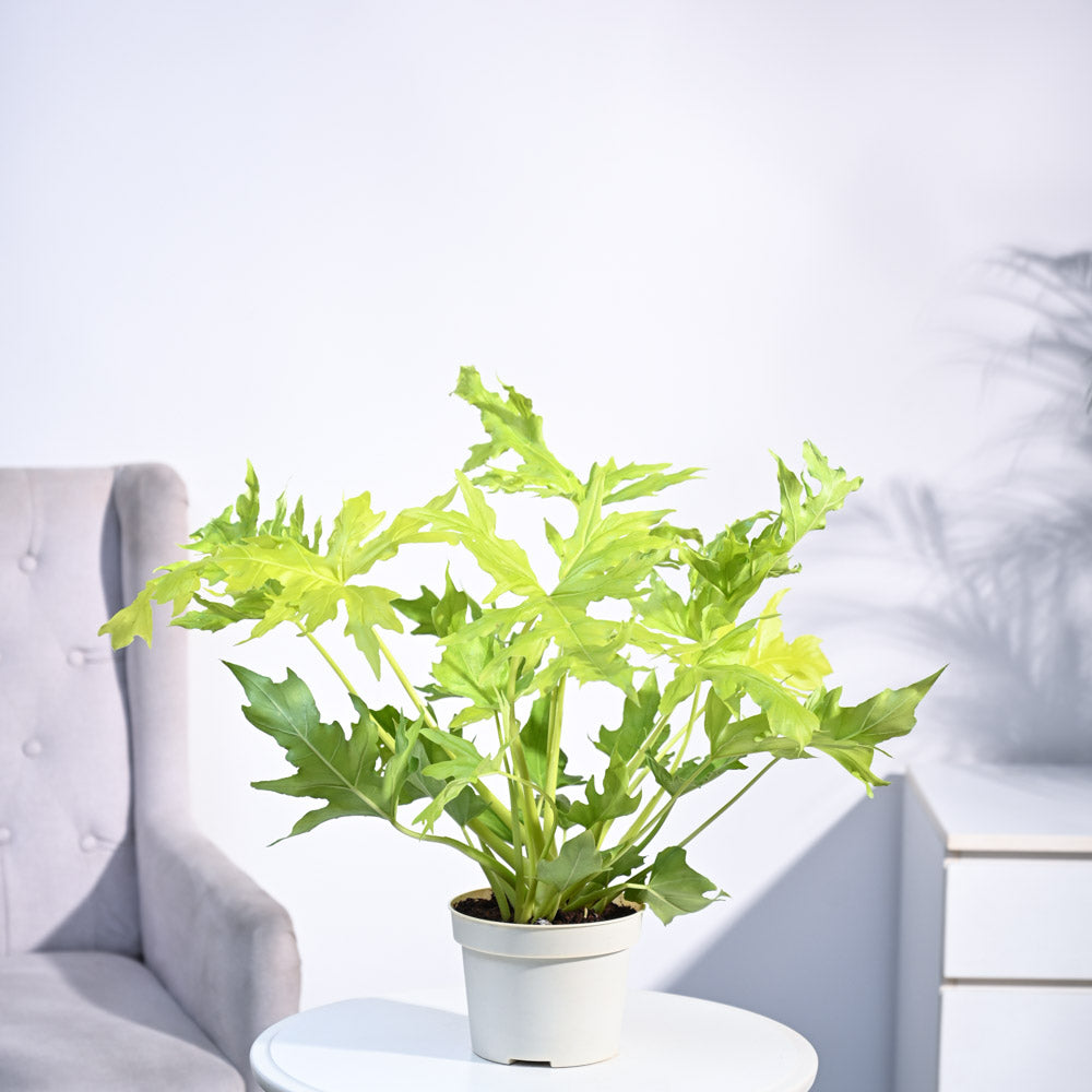 Ugaoo Philodendron Selloum Golden Plant - view 2