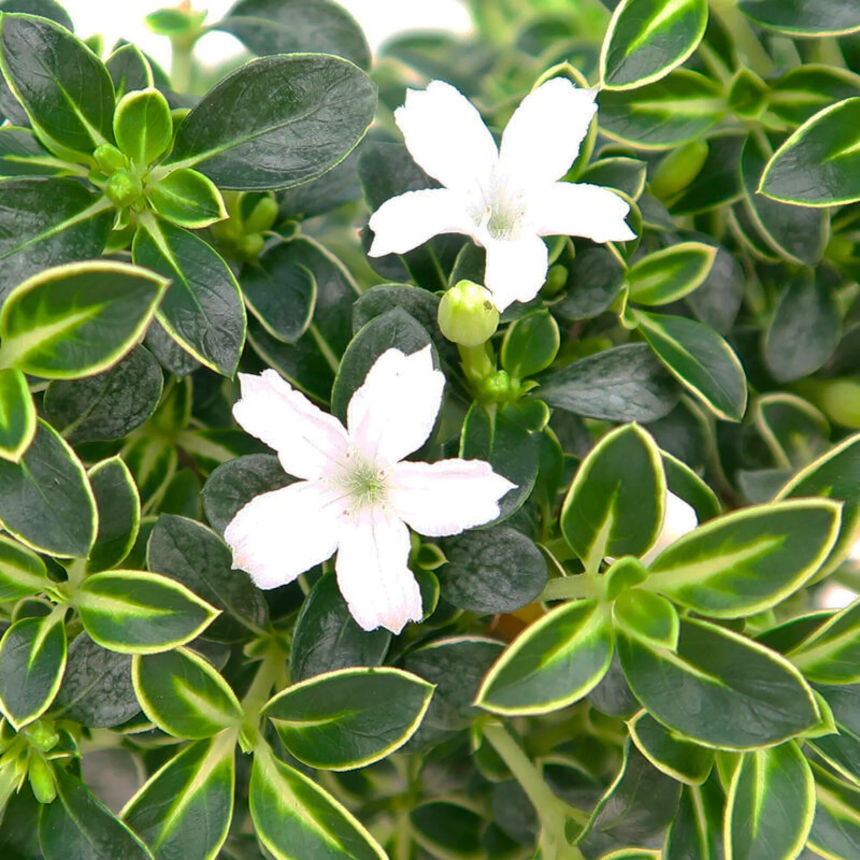 MR Snow Rose Variegated (Serissa japonica) Live Plant
