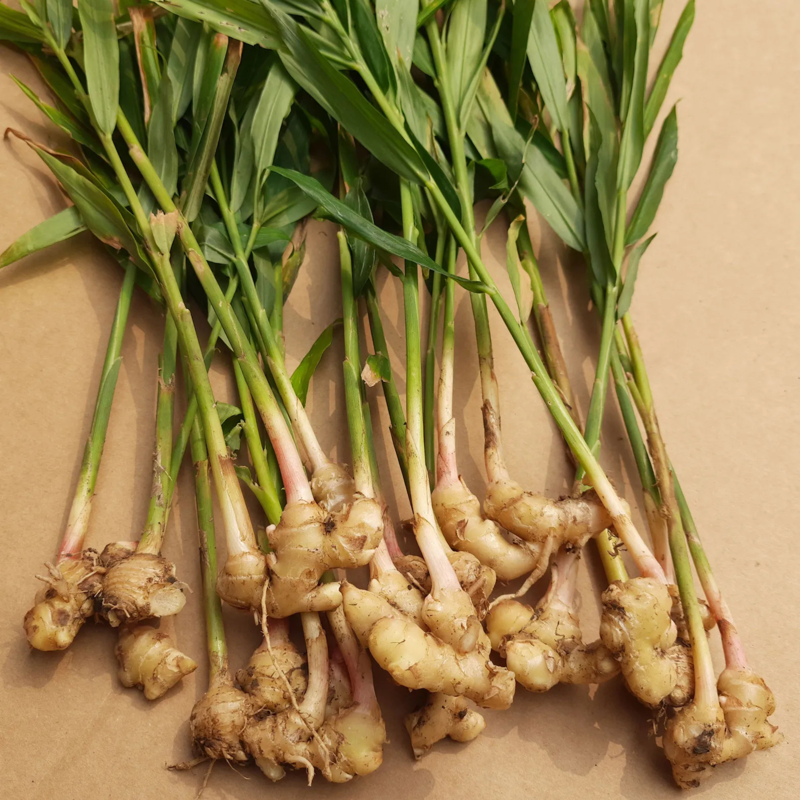 MR Ginger/अदरक (Zingiber officinale) Spice Plant - view 2