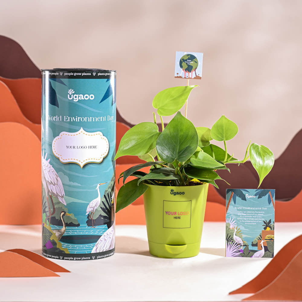 Ugaoo Philodendron Oxycardium Green Plant For Environment Day Gifting - view 14