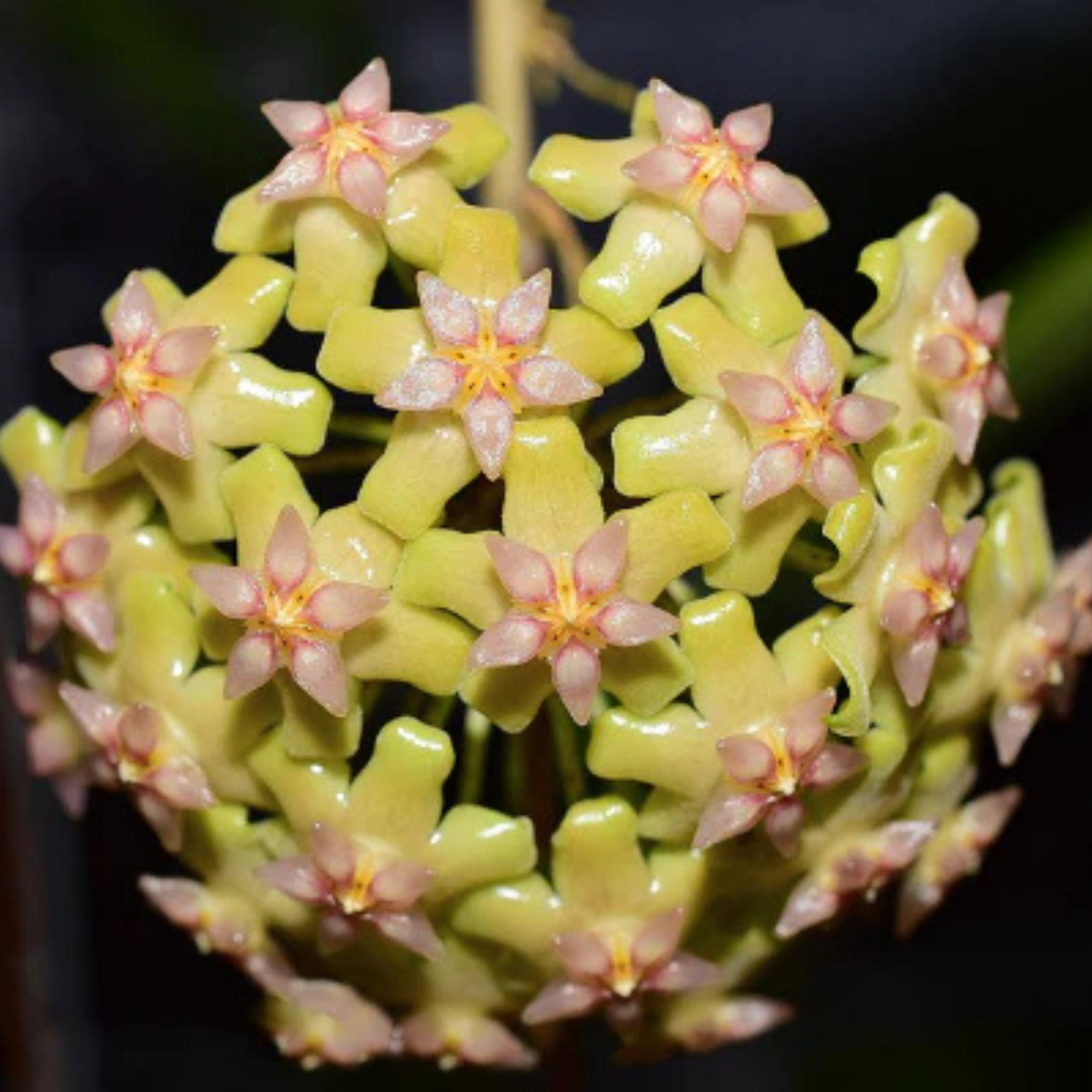 DZ Hoya Biakensis Splash - view 2