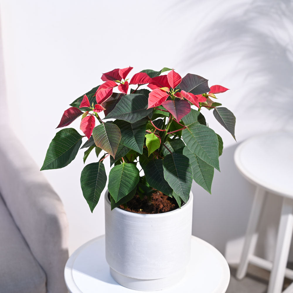 Ugaoo Poinsettia Red Plant with Oslo Planter - view 15