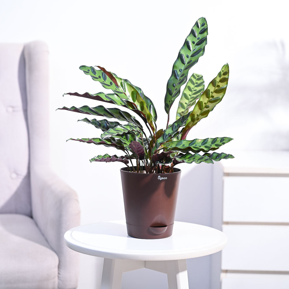Ugaoo Calathea Rattlesnake Plant - view 7