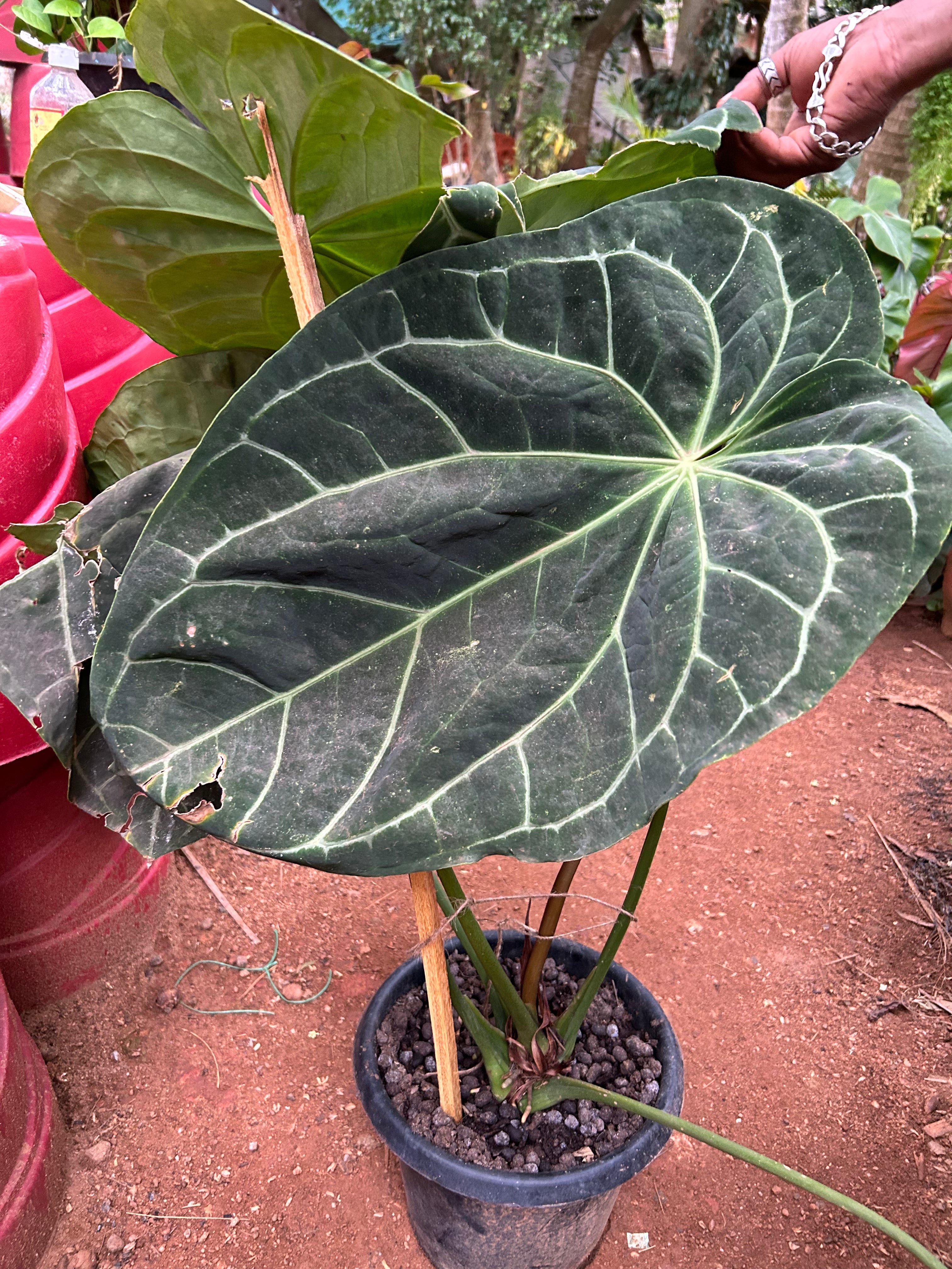 MR Anthurium Magnificum (Big Size) Rare Indoor Live Plant