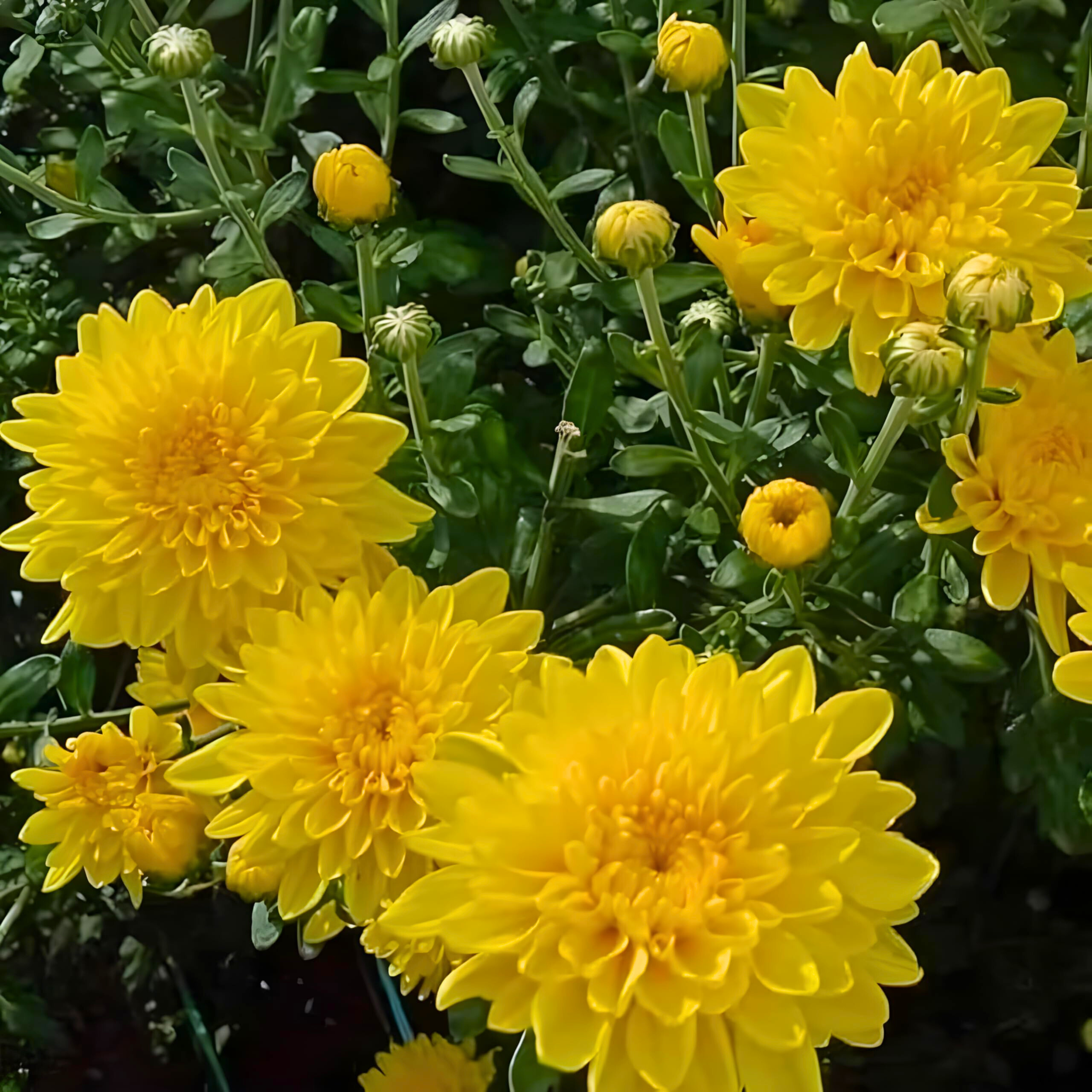 DZ Chrysanthemum Yellow Flowering Live Plant - view 2