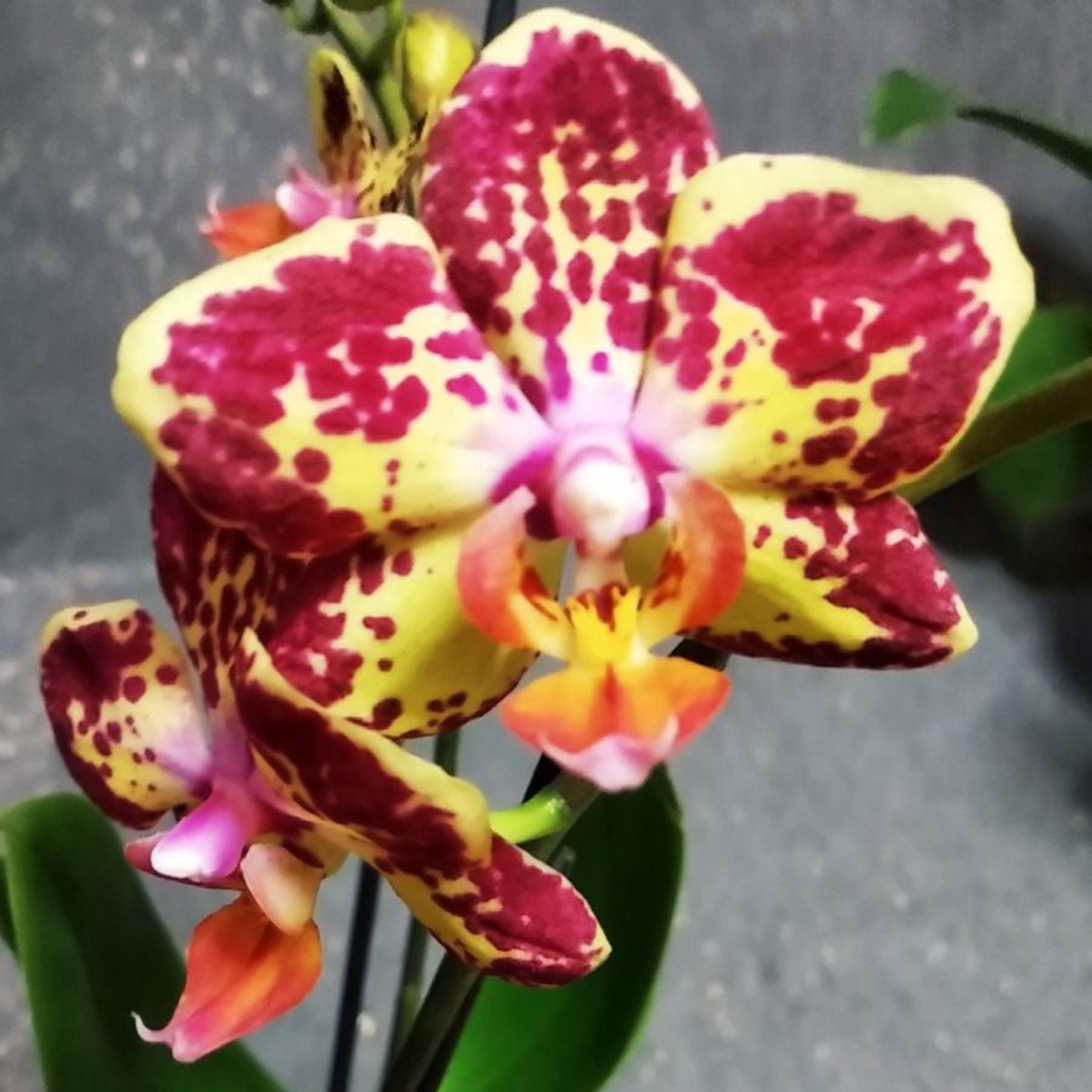 DZ Phalaenopsis Strawberry Cake - Blooming Size