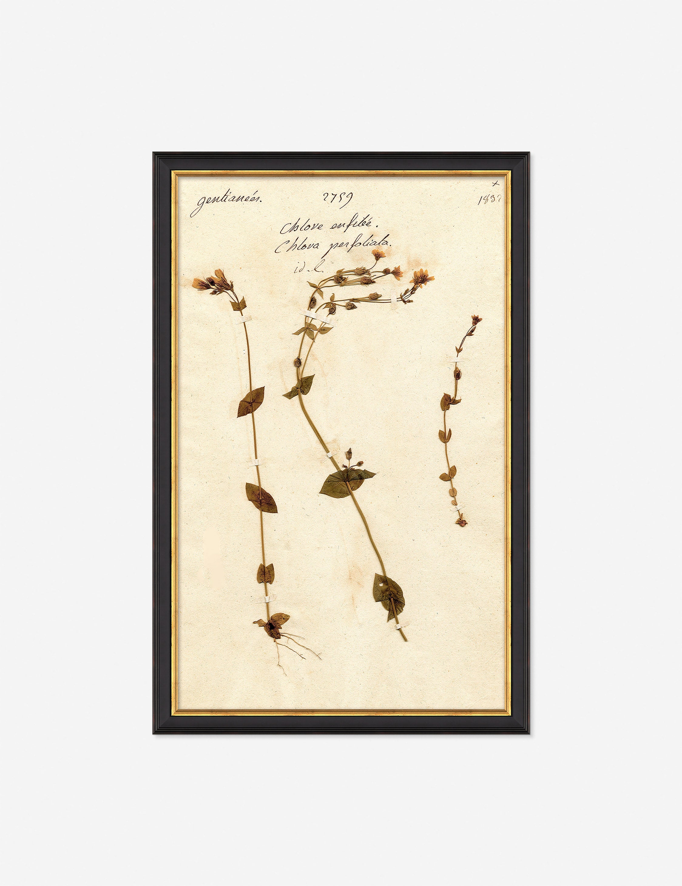 Lulu and Georgia Herbarium A Wall Art – Black