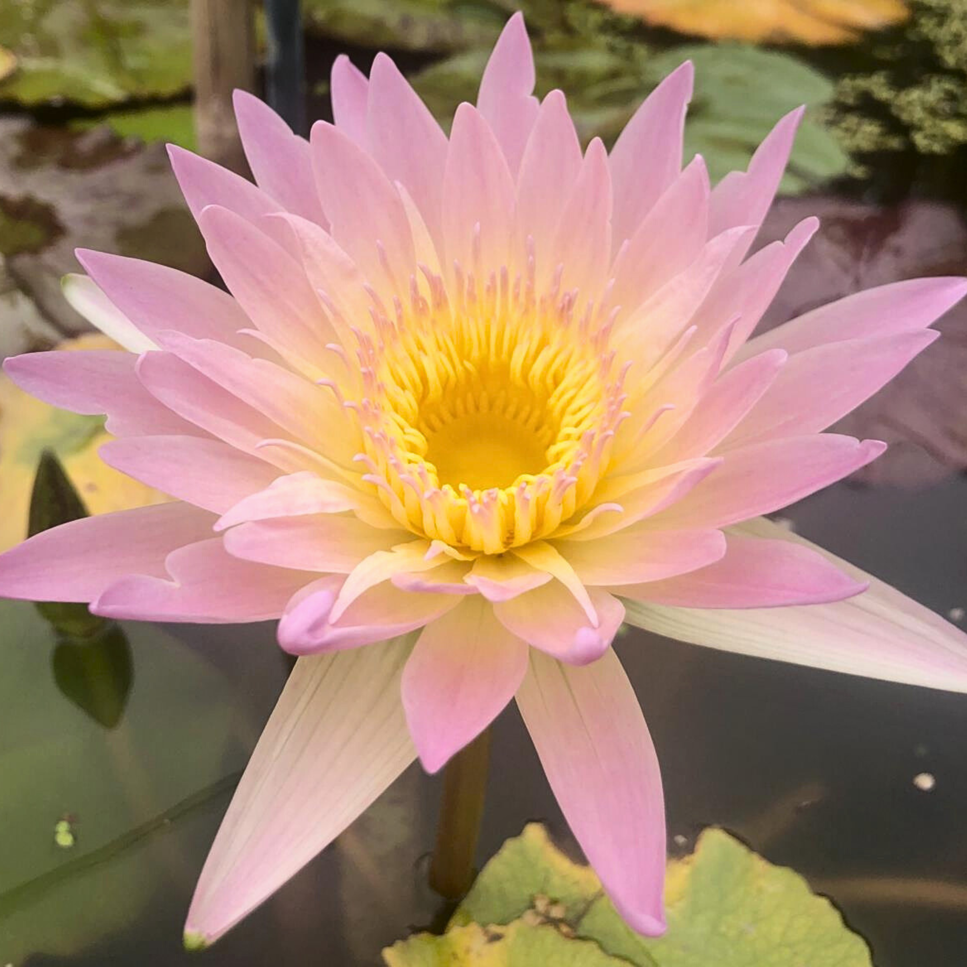 DZ Nymphaea Day Glow - view 4