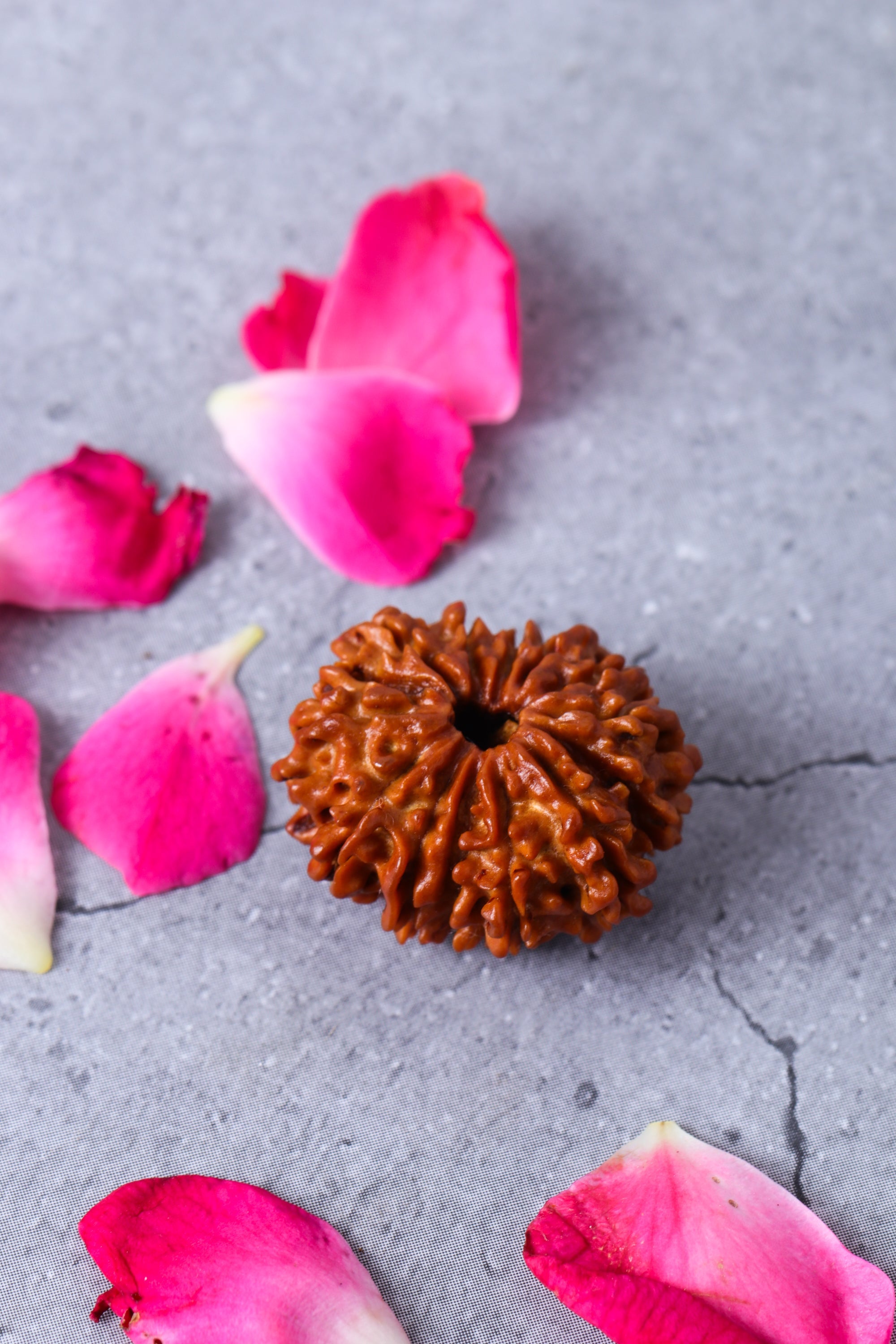 Studio Vaidik 14 mukhi Natural Rudraksha - view 4