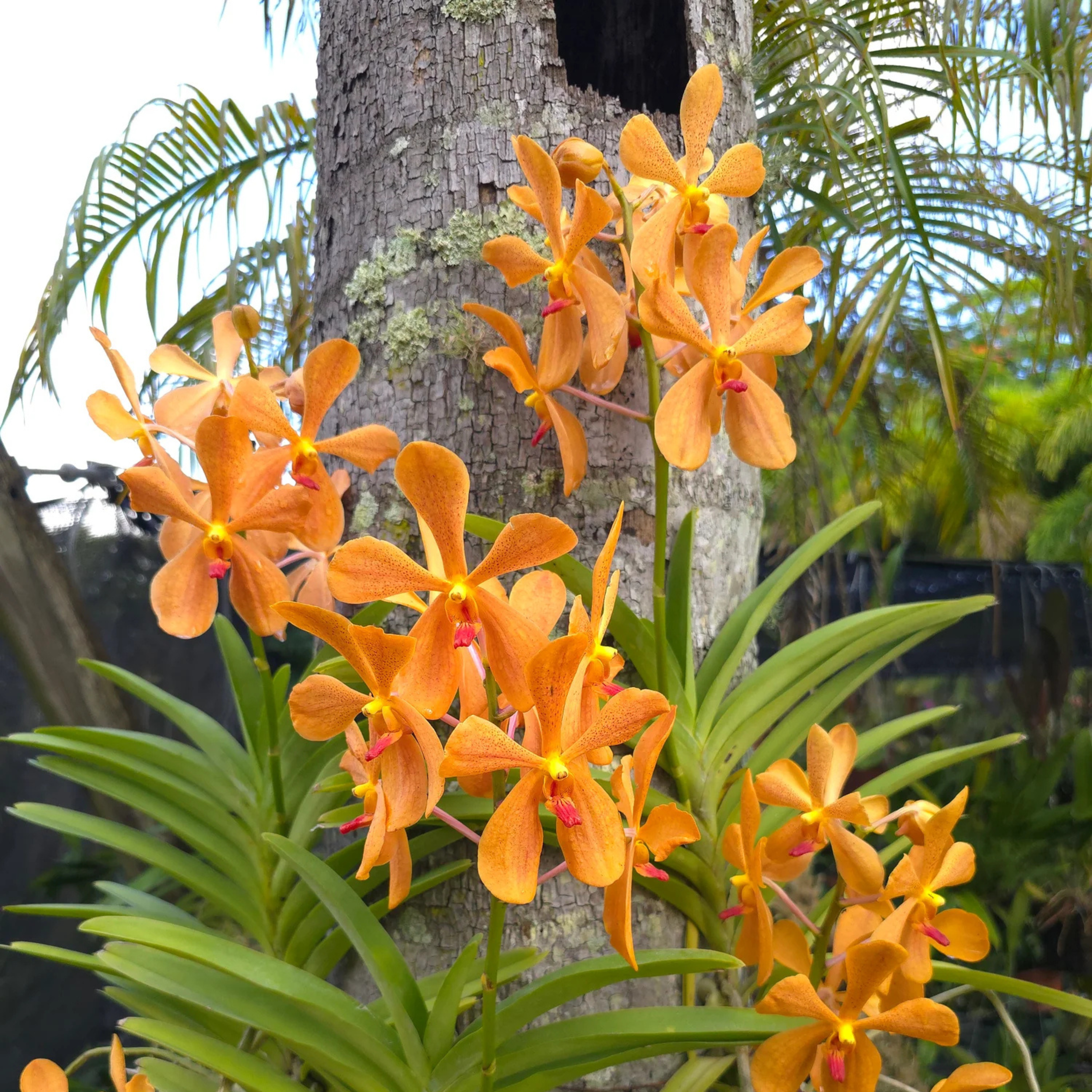 DZ Mokara Omyai Orange