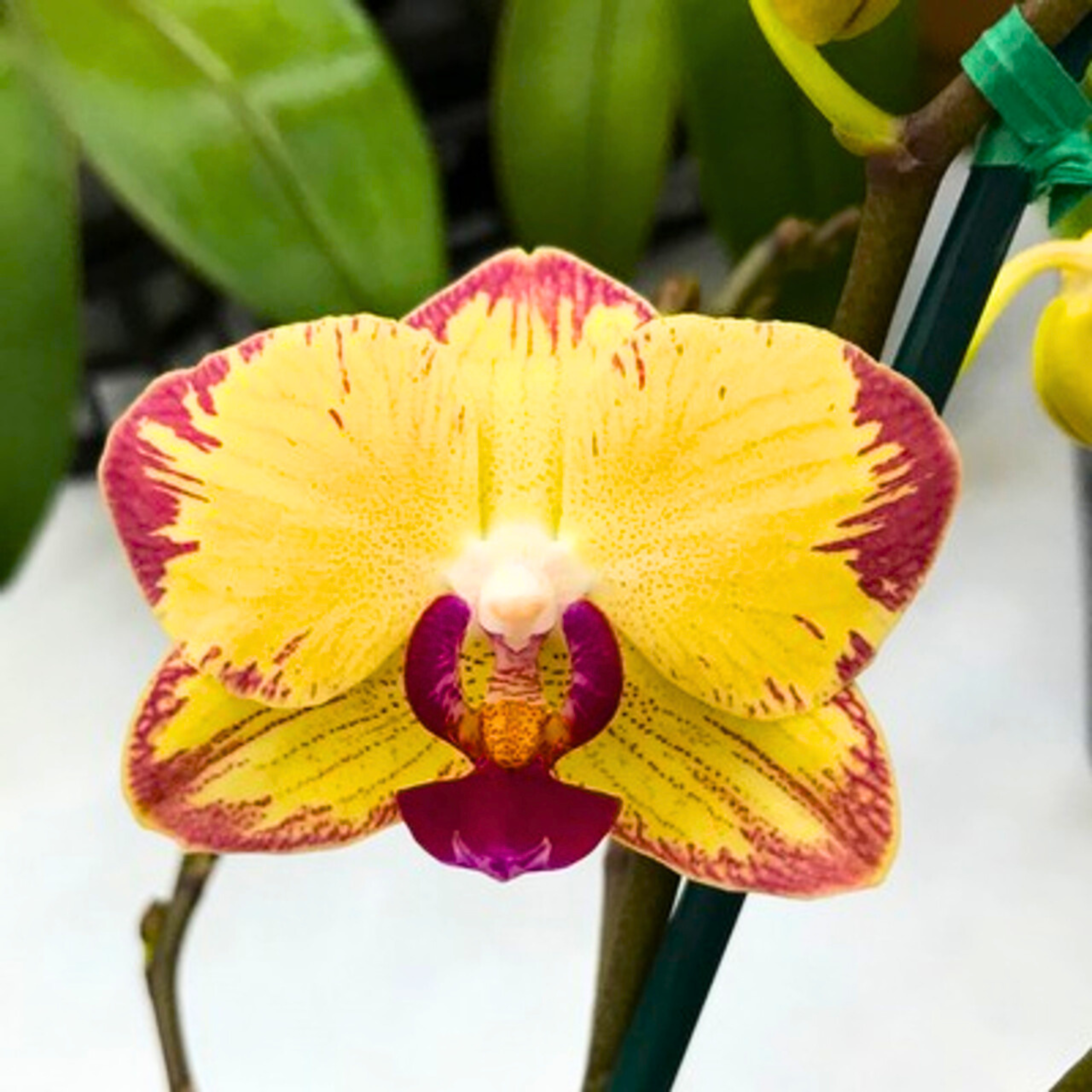 DZ Phalaenopsis Papagayo - Blooming Size - view 5