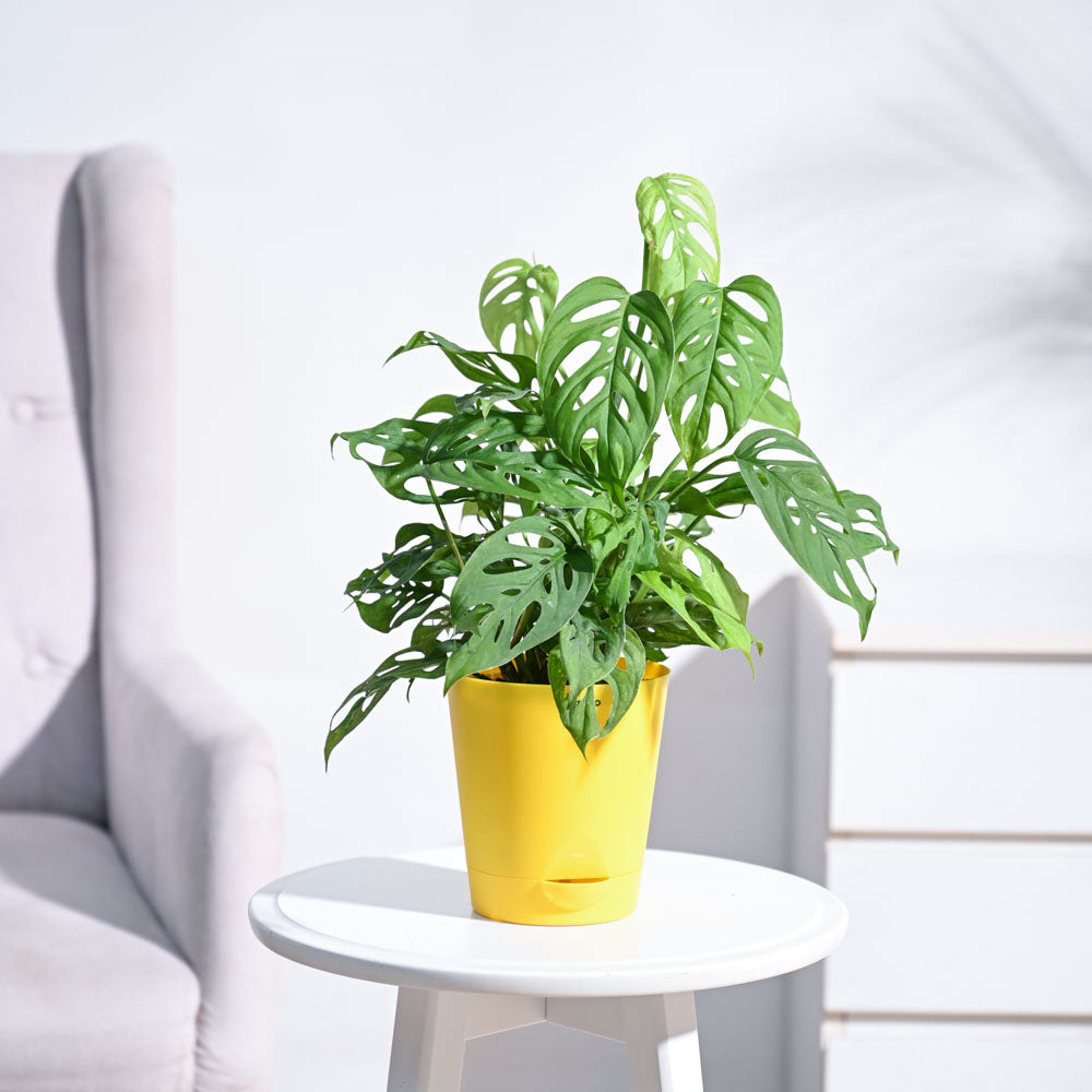 Ugaoo Broken Heart Plant - view 112