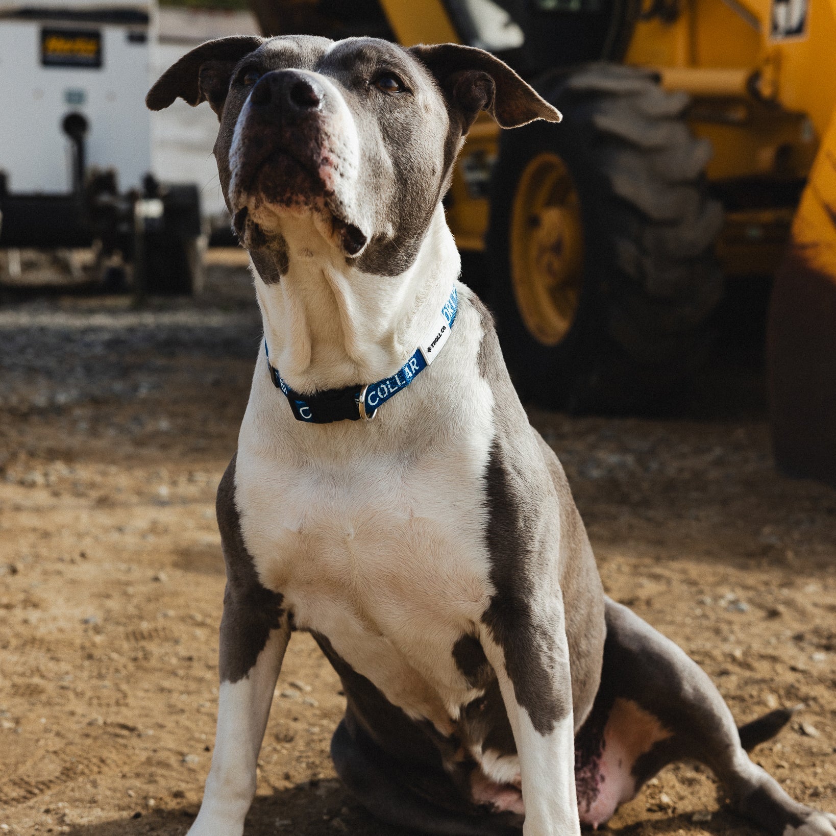 Radial SBC Heavy Duty Dog Collar – Blue - view 6