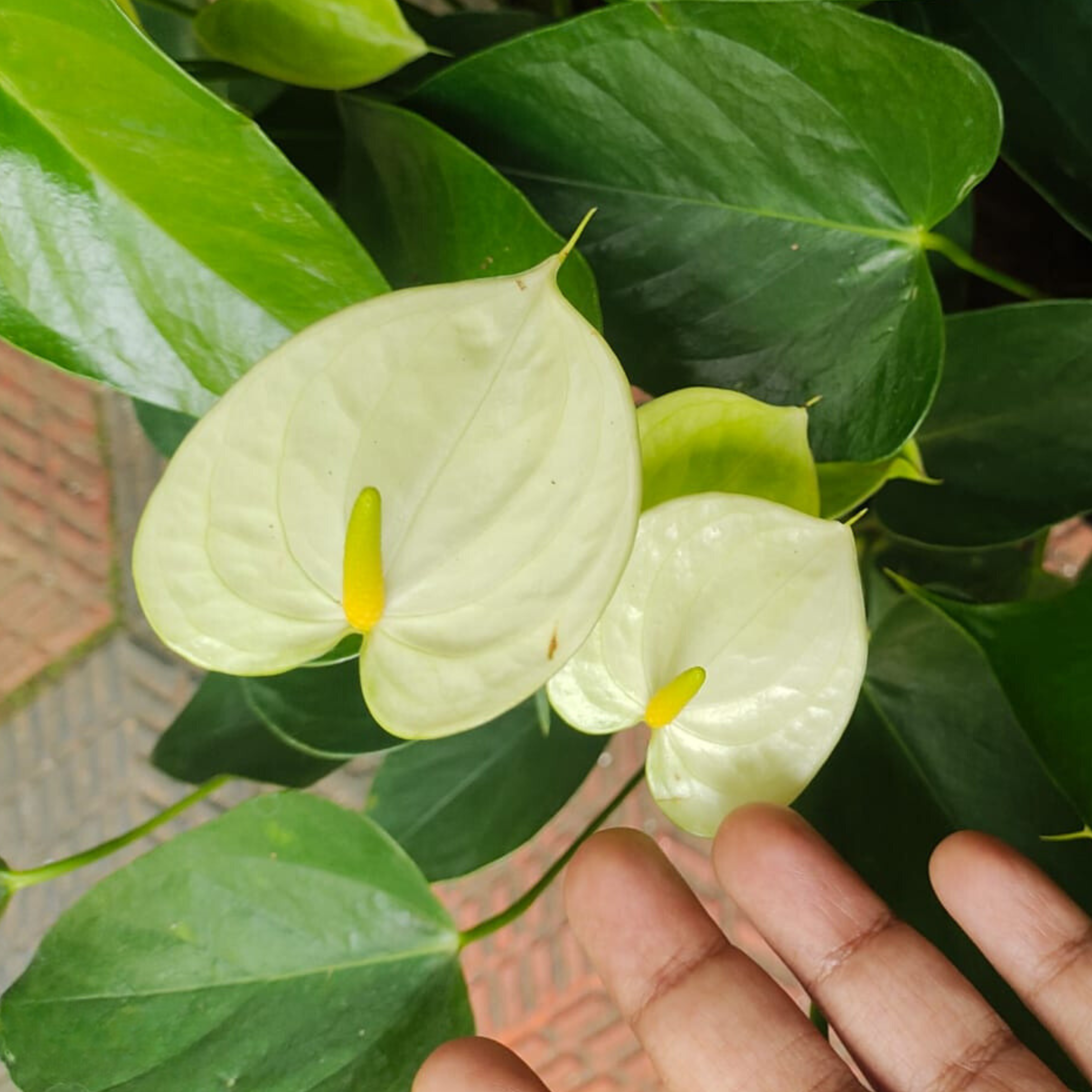 DZ Dwarf Anthurium Vanilla Indoor/Outdoor Live Plant