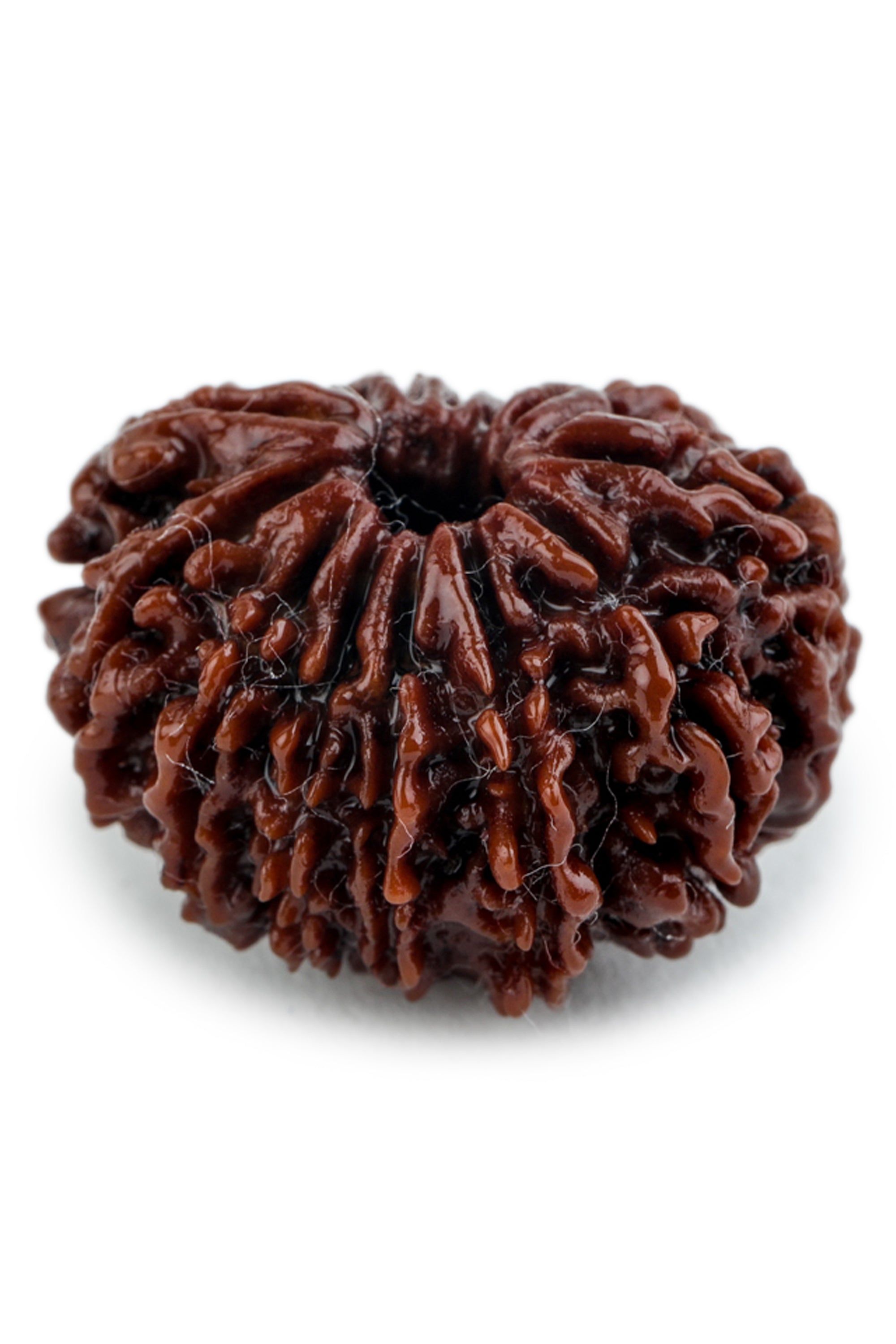 Studio Vaidik 12 mukhi Natural Rudraksha