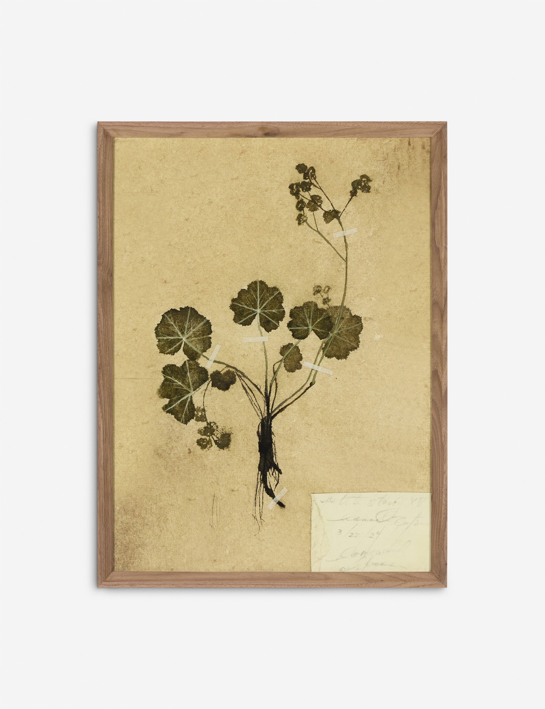 Lulu and Georgia Petite Study Triptych Wall Art (Set of 3) by Hannah Winters - view 3