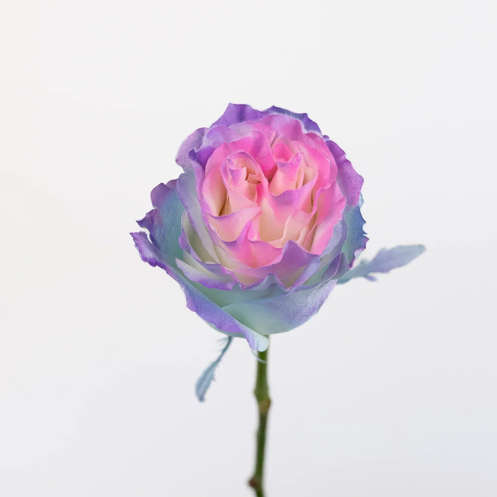 FiftyFlowers Tinted Cotton Candy Fuzzy Roses - view 3