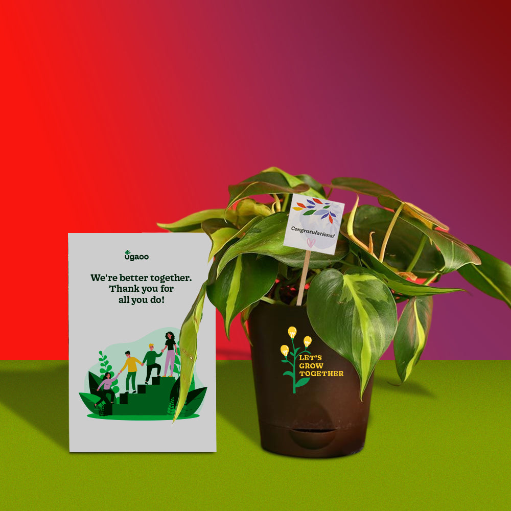 Ugaoo Philodendron Brasil Plant and Auric Budget Box