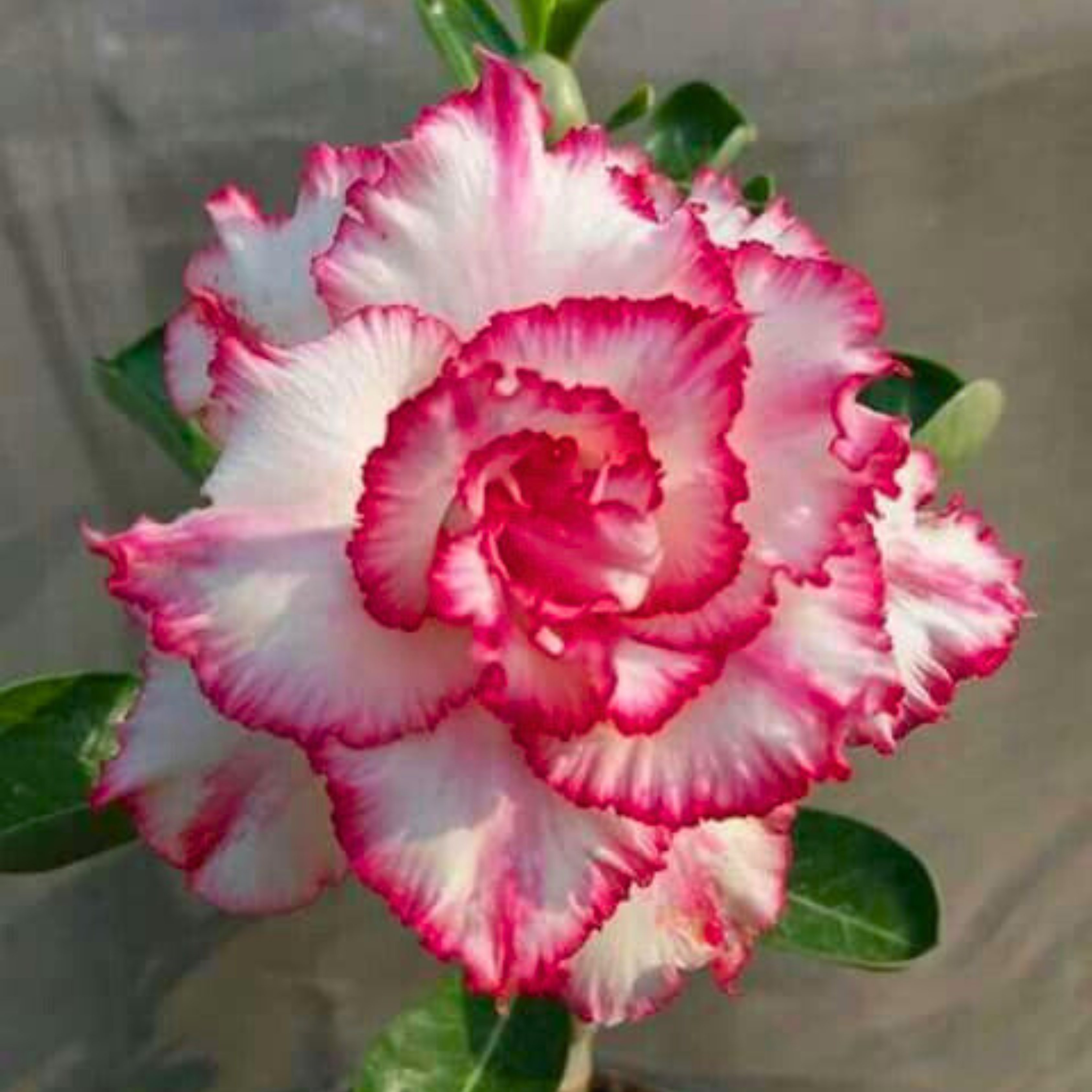 DZ Adenium Rosy 343 Flowering Live Plant - view 2