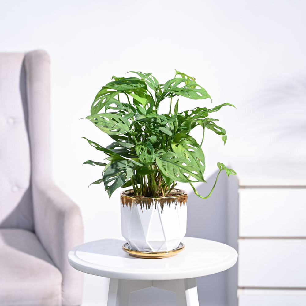 Ugaoo Broken Heart Plant - view 139