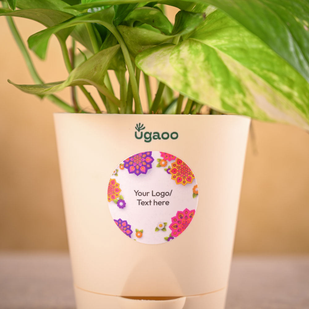 Ugaoo Money plant variegated and Epiphany Snacks Diwali Gift Hamper - view 3