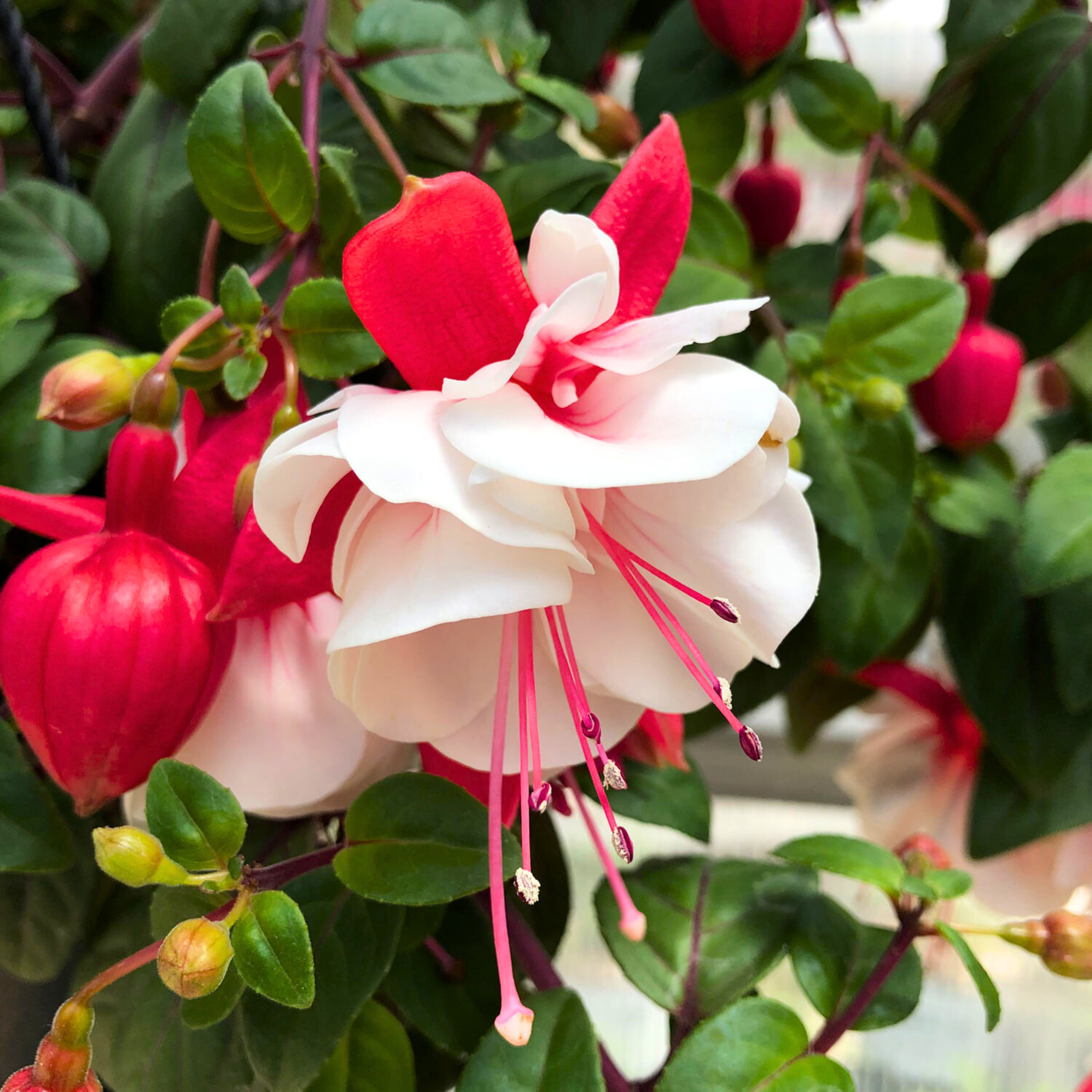 MR Fuchsia White (Fuchsia magellanica) Rare All Time Flowering Live Plant
