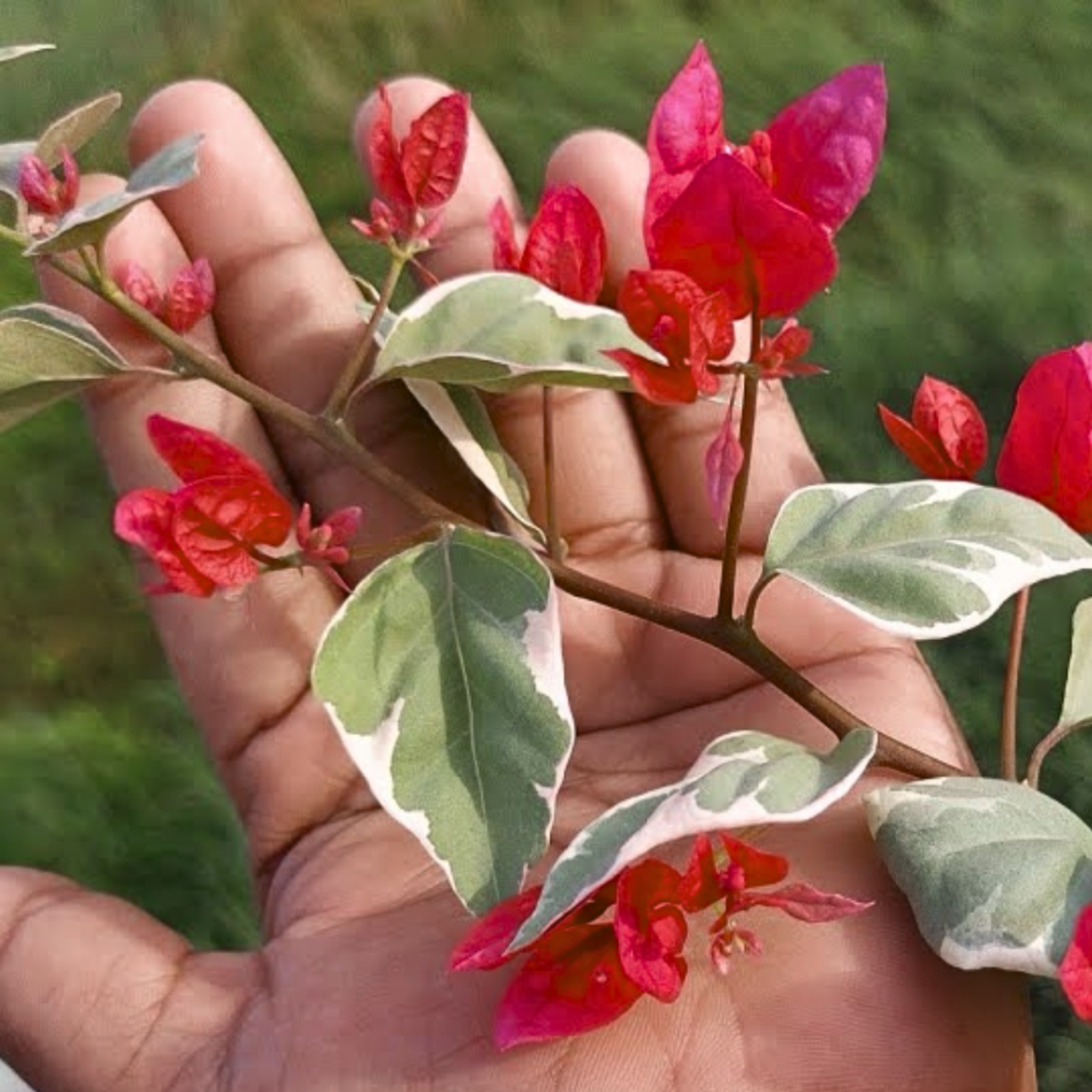 DZ Bougainvillea Variegated Dr.Rao (Paper Flower) Rare Flowering Live Plant