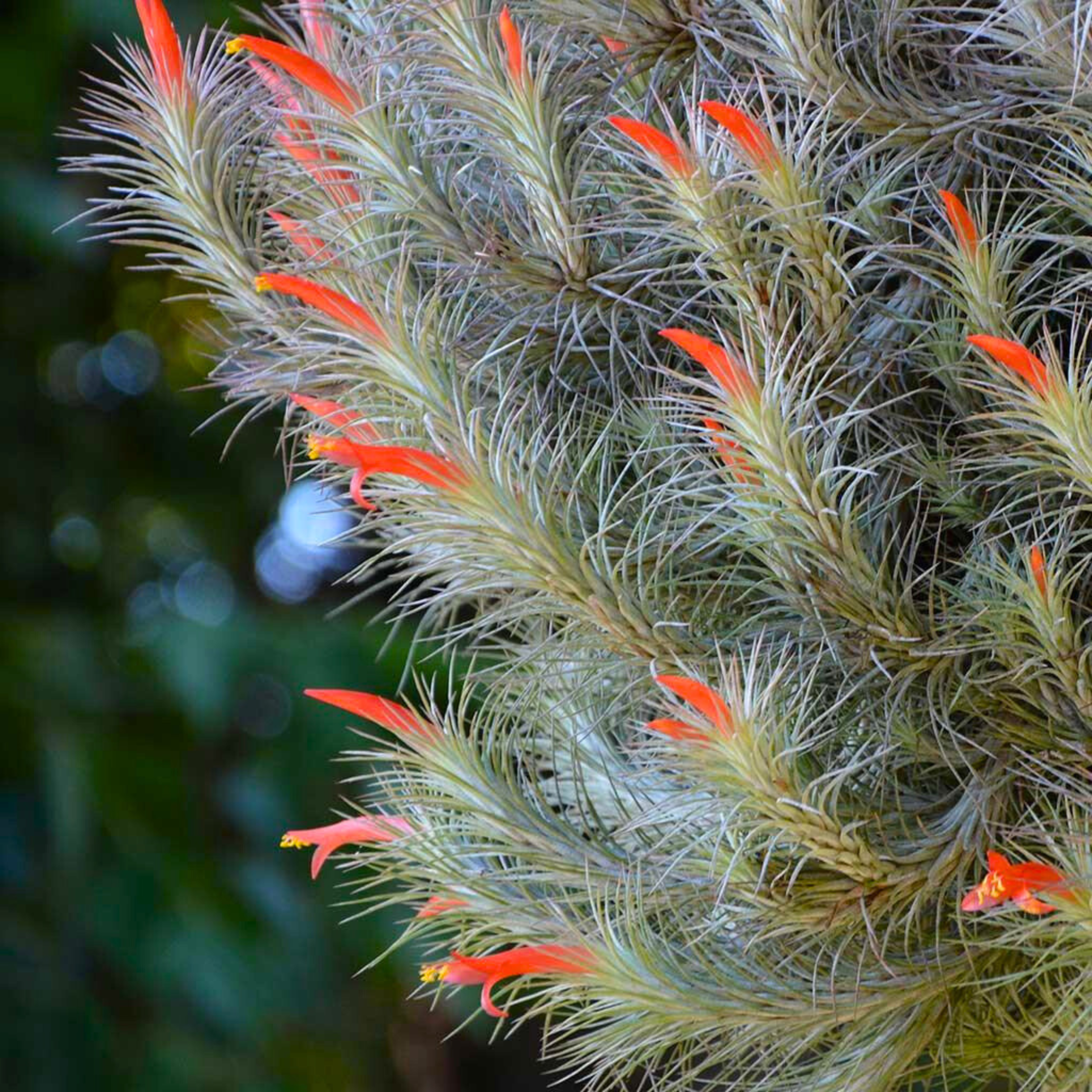 DZ Tillandsia Funckiana (Air Plant) - view 2