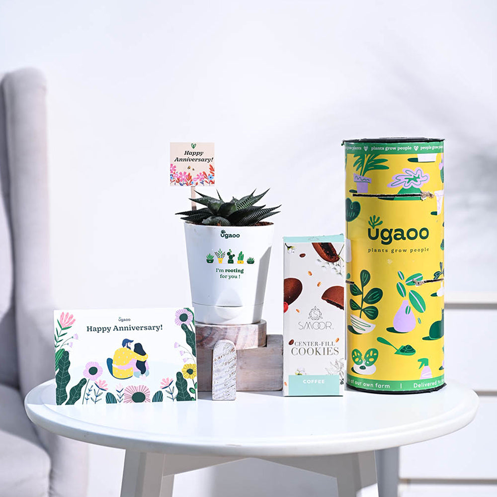 Ugaoo Aloe Vera Star Anniversary Gift Hamper